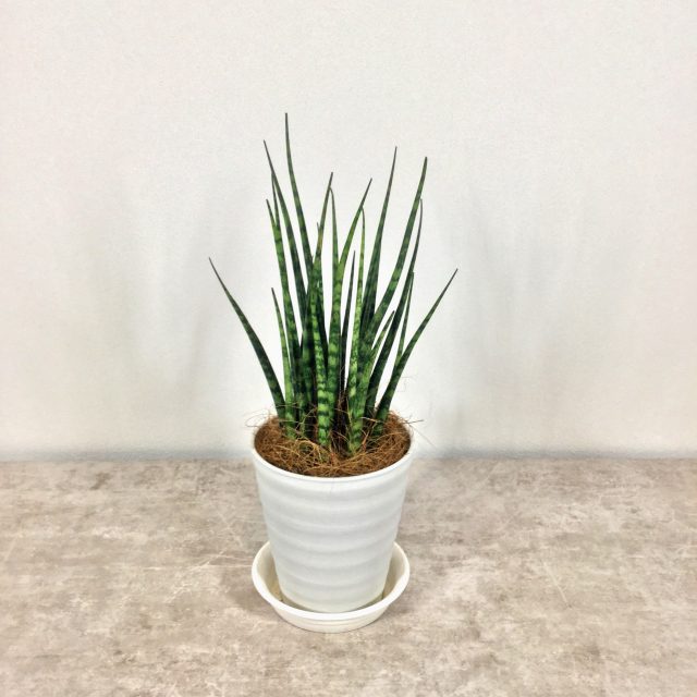 ミカド