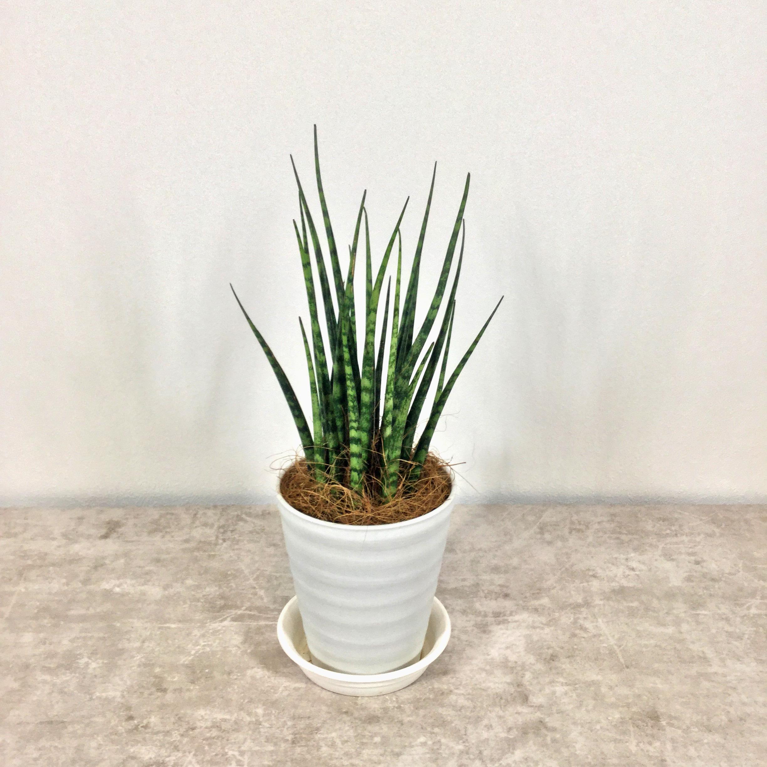 ミカド｜サンセベリア