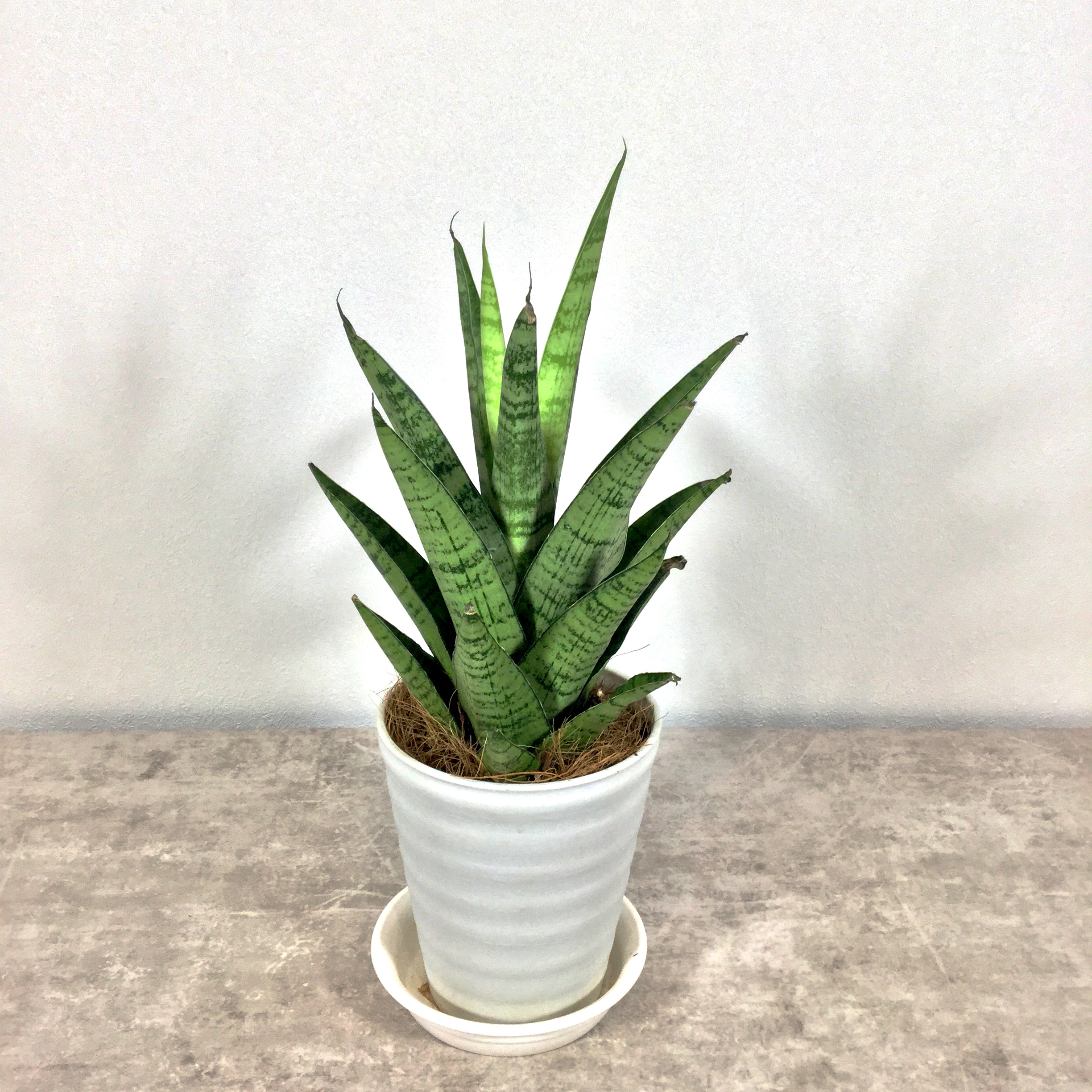 ハイブリッド｜サンセベリア