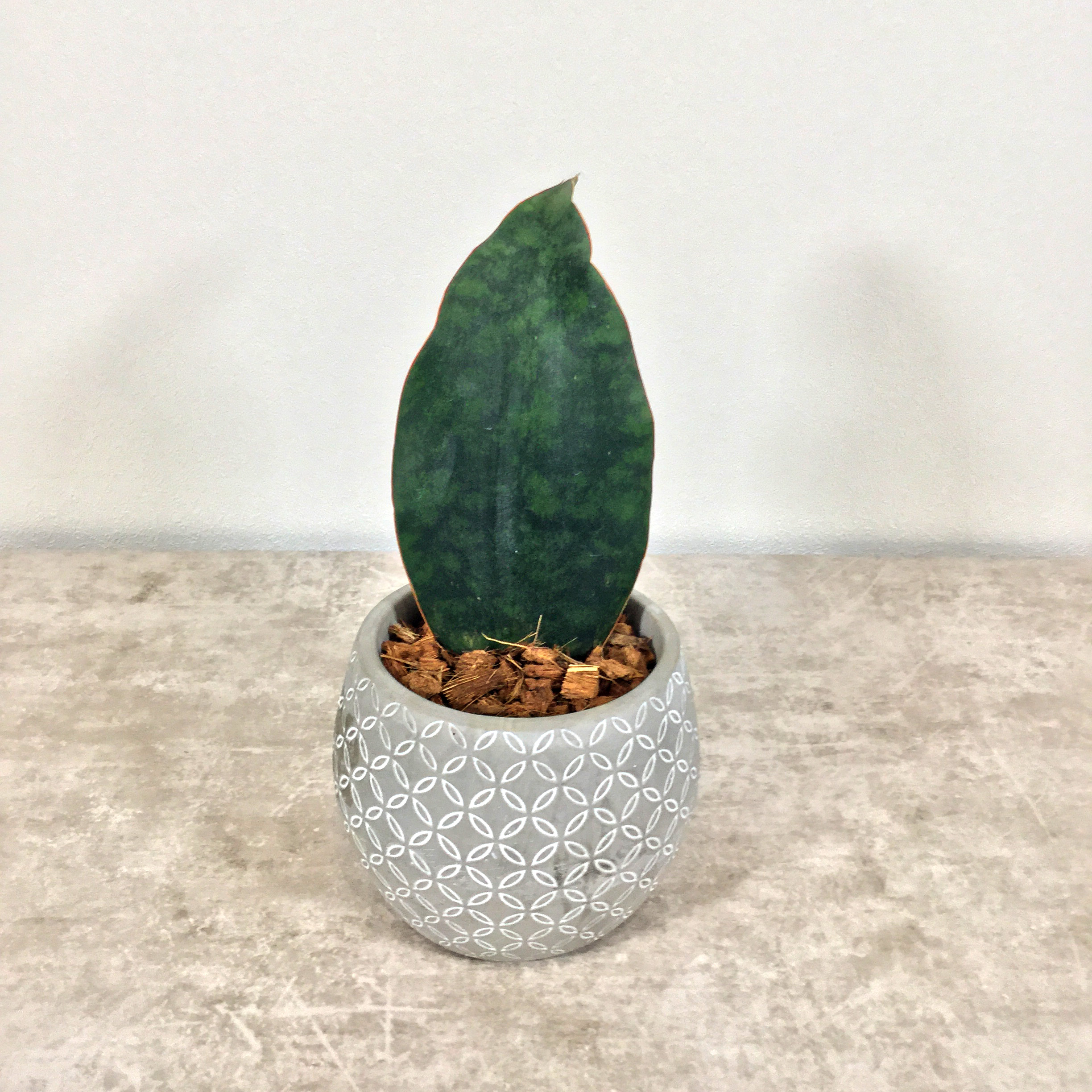 マッソニアーナ｜サンセベリア