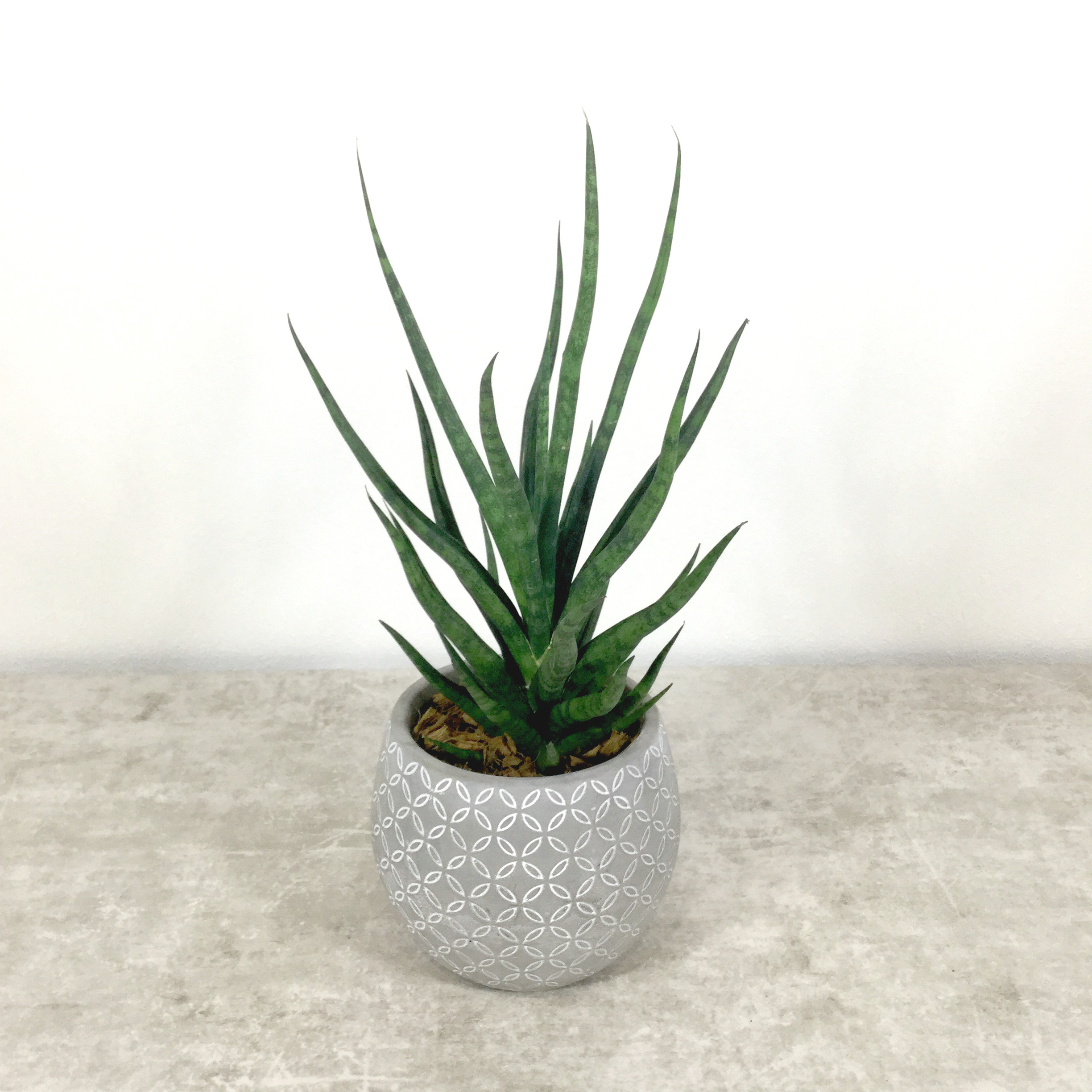 トーチ｜サンセベリア