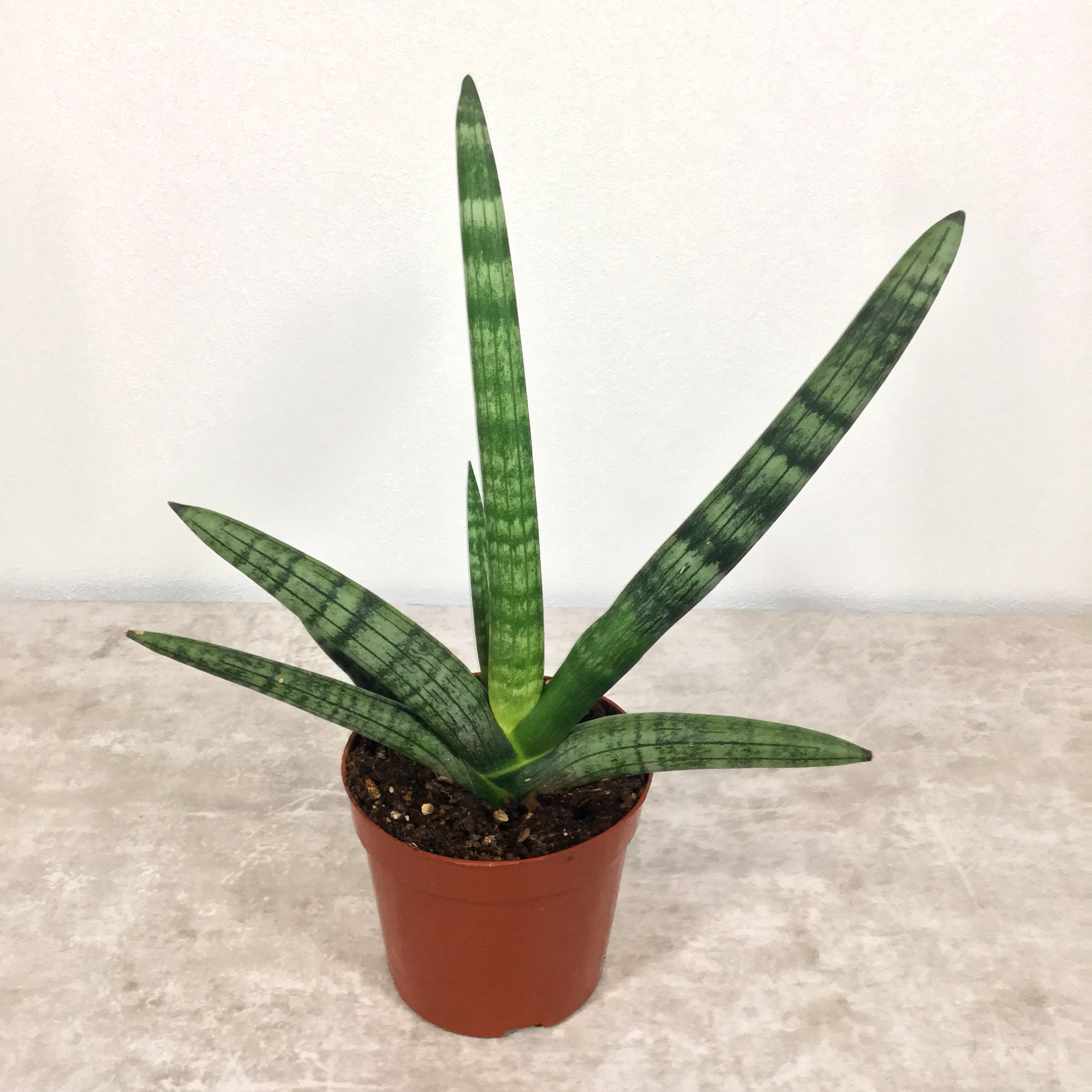 ボンセレンシス