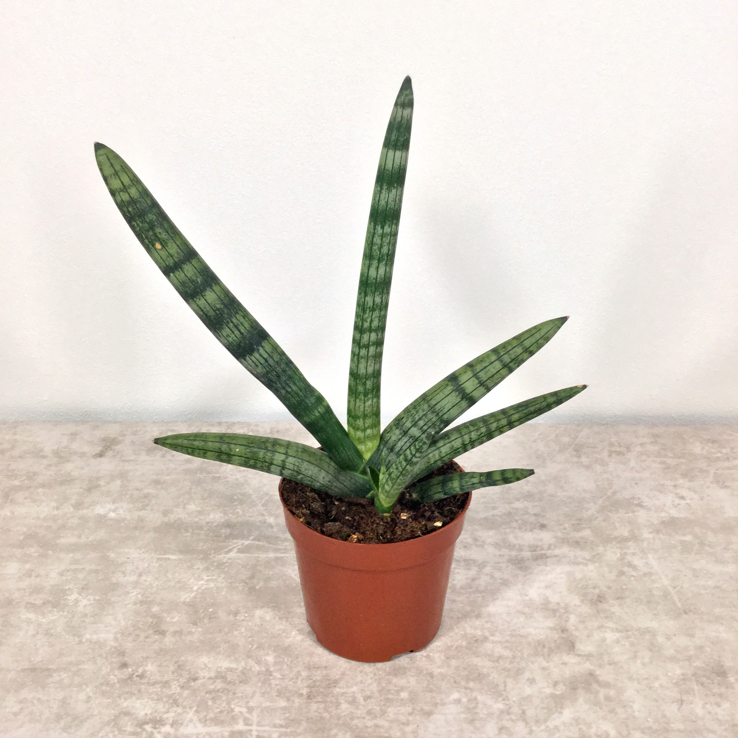 ボンセレンシス｜サンセベリア