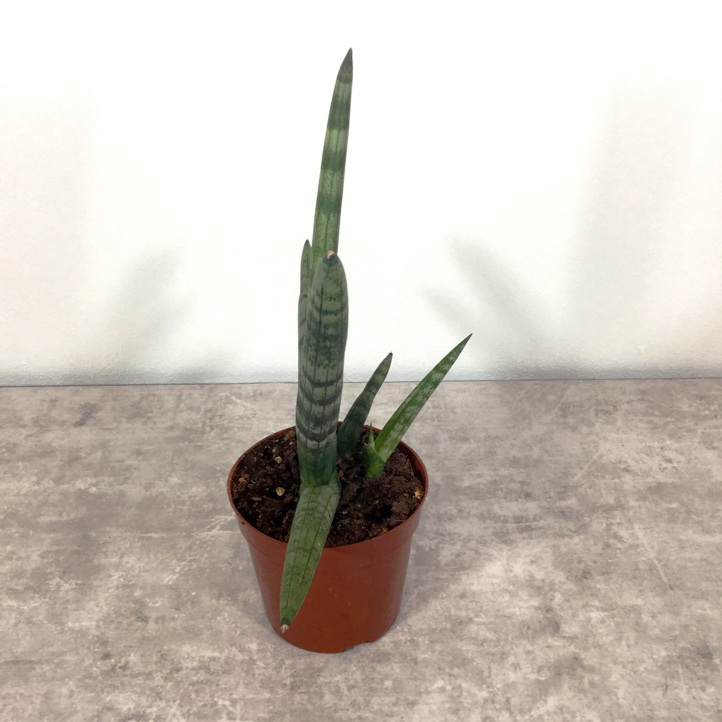 ボンセレンシス　横向き