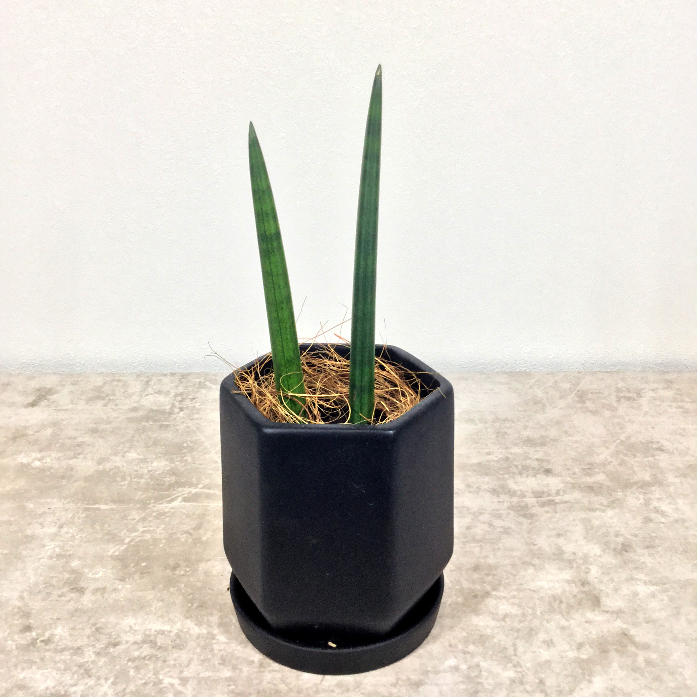 ロケット｜サンセベリア