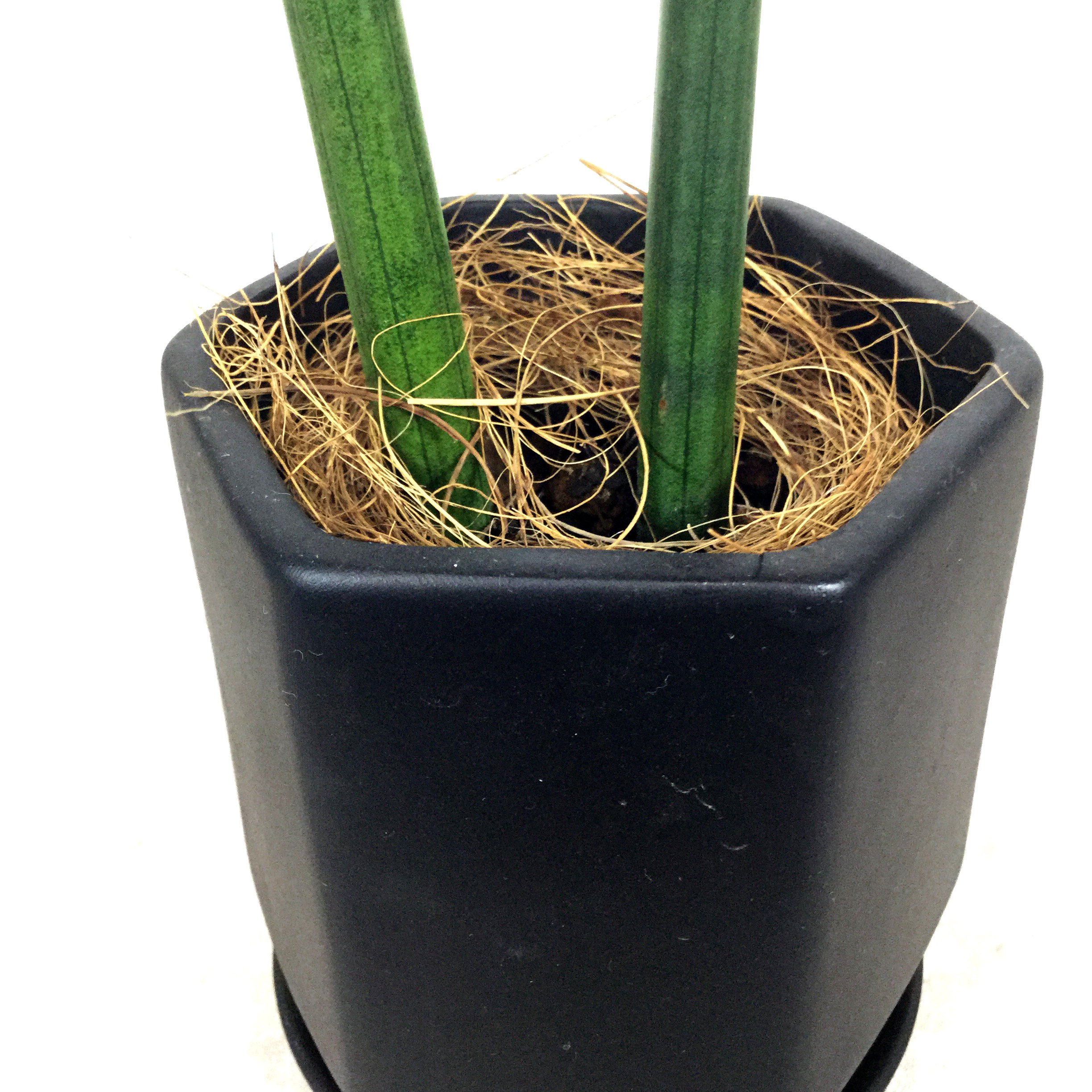 ロケット　根本