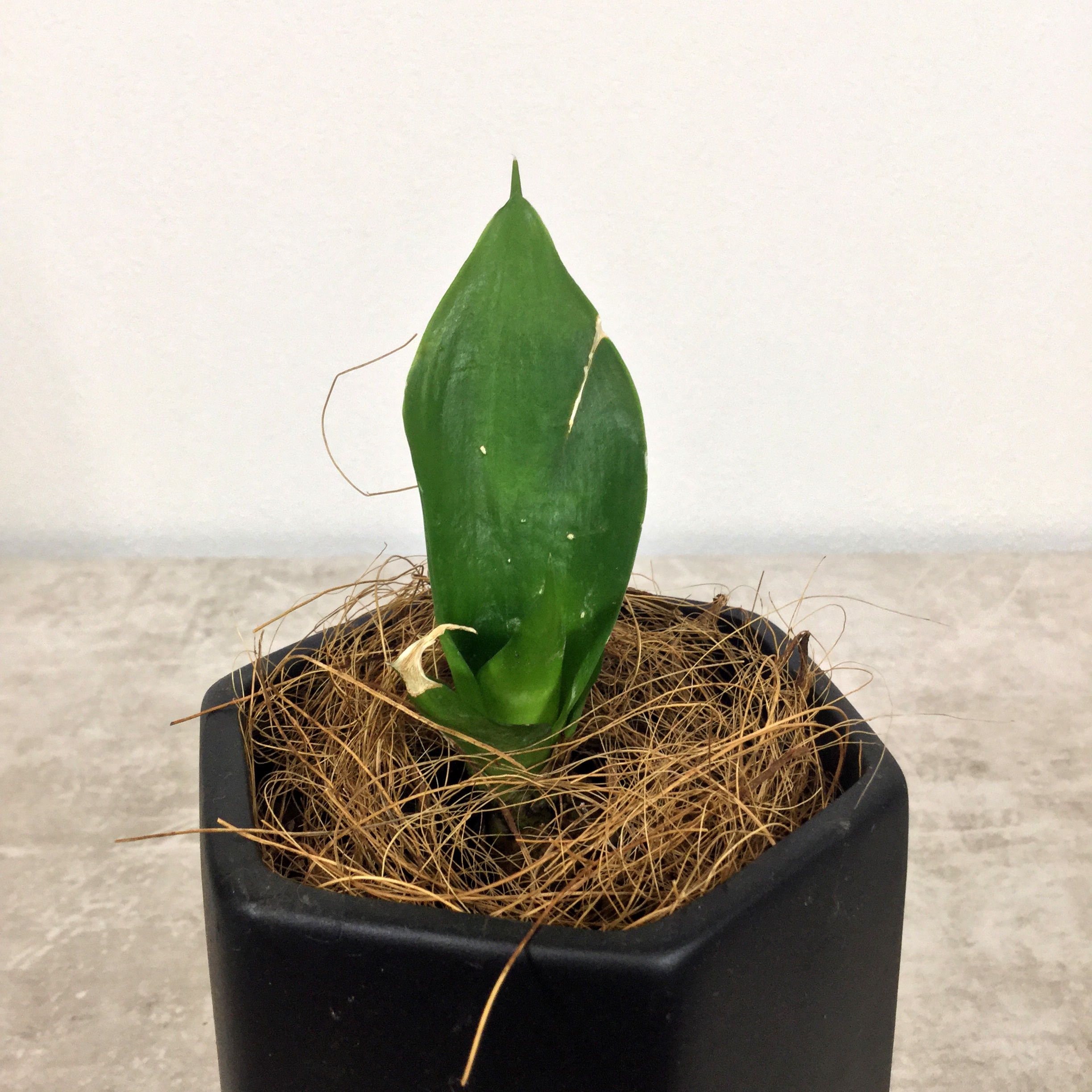 ブラックドラゴン　根本