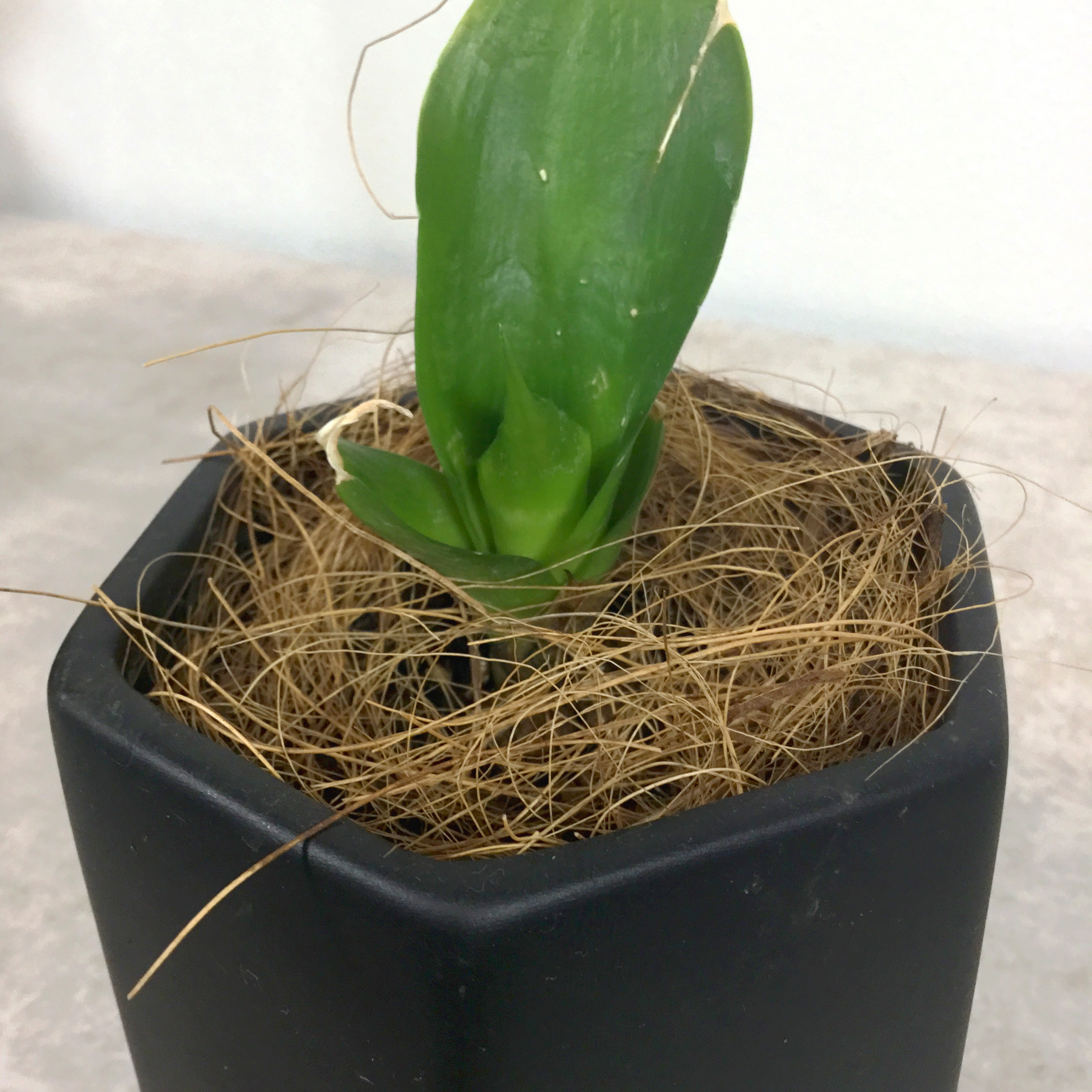 ブラックドラゴン　根本