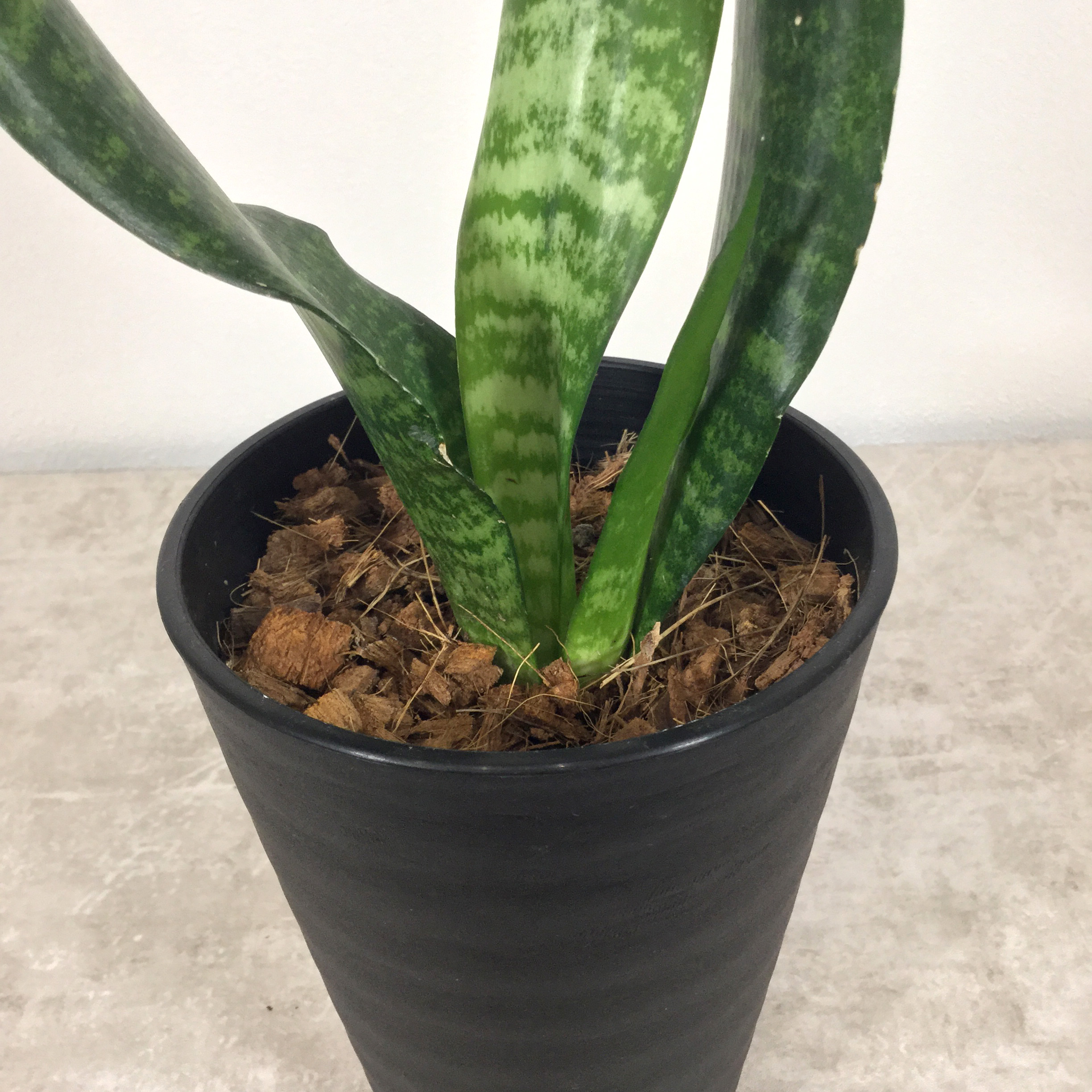 グリーンハニー　根本