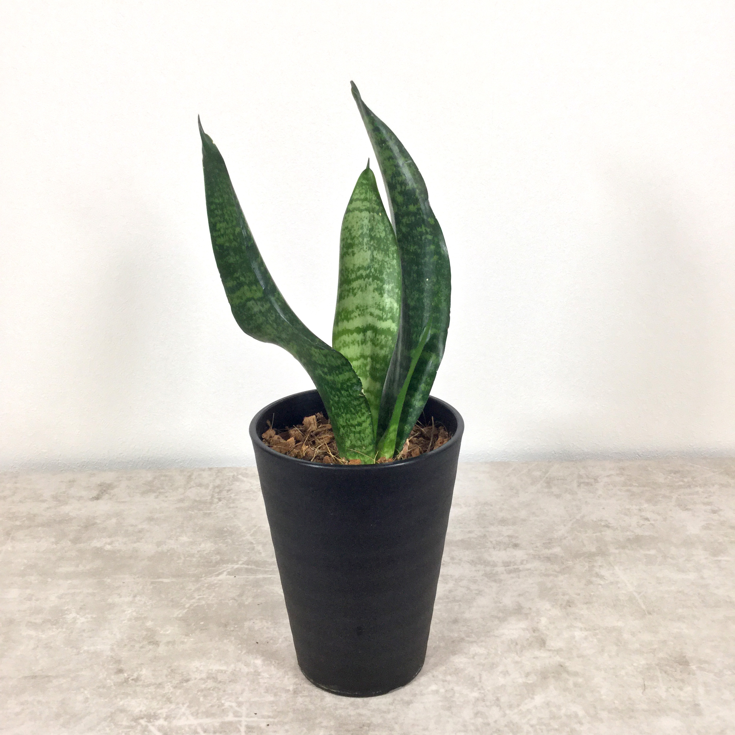 グリーンハニー｜サンセベリア