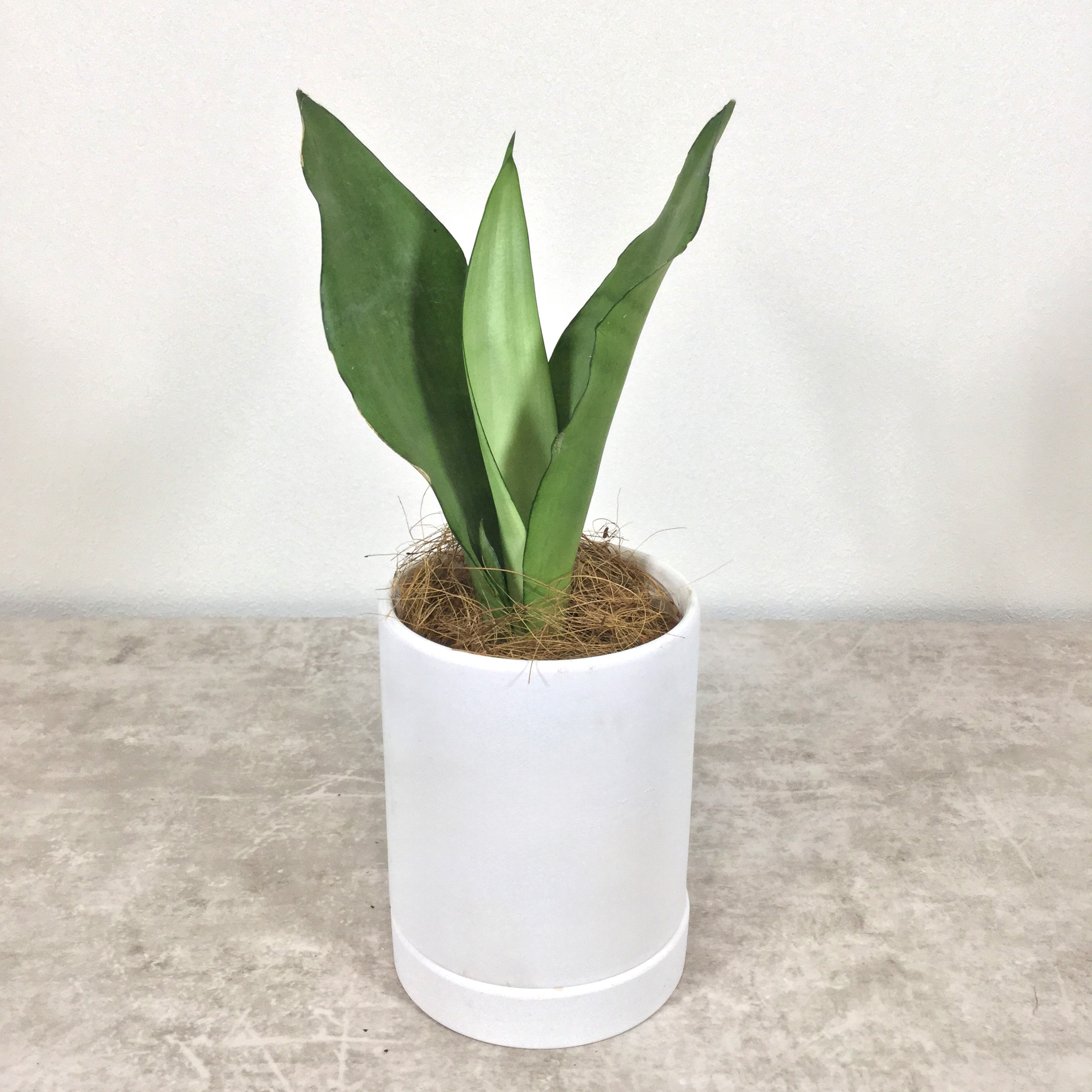 ムーンシャイン｜サンセベリア