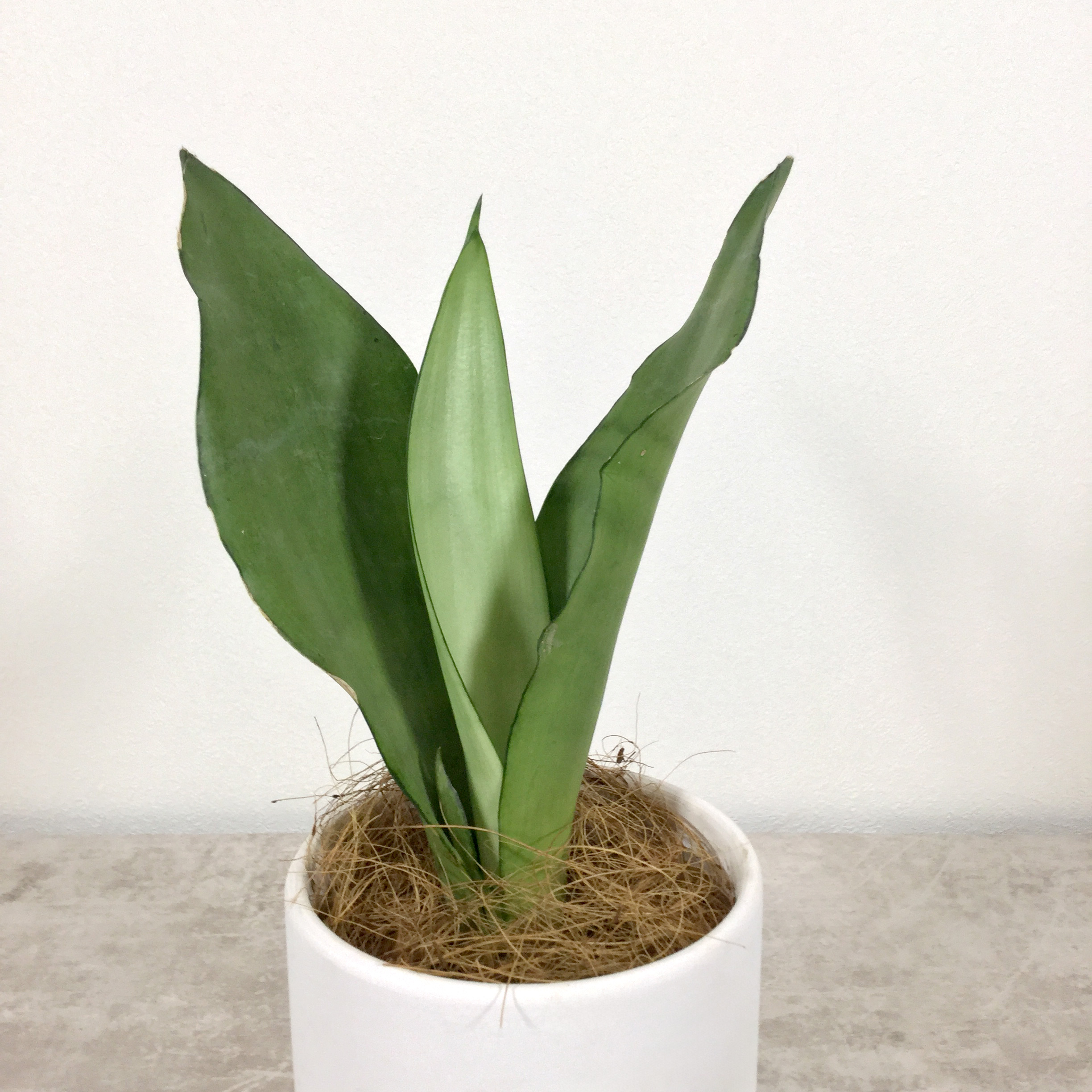 ムーンシャイン　根本