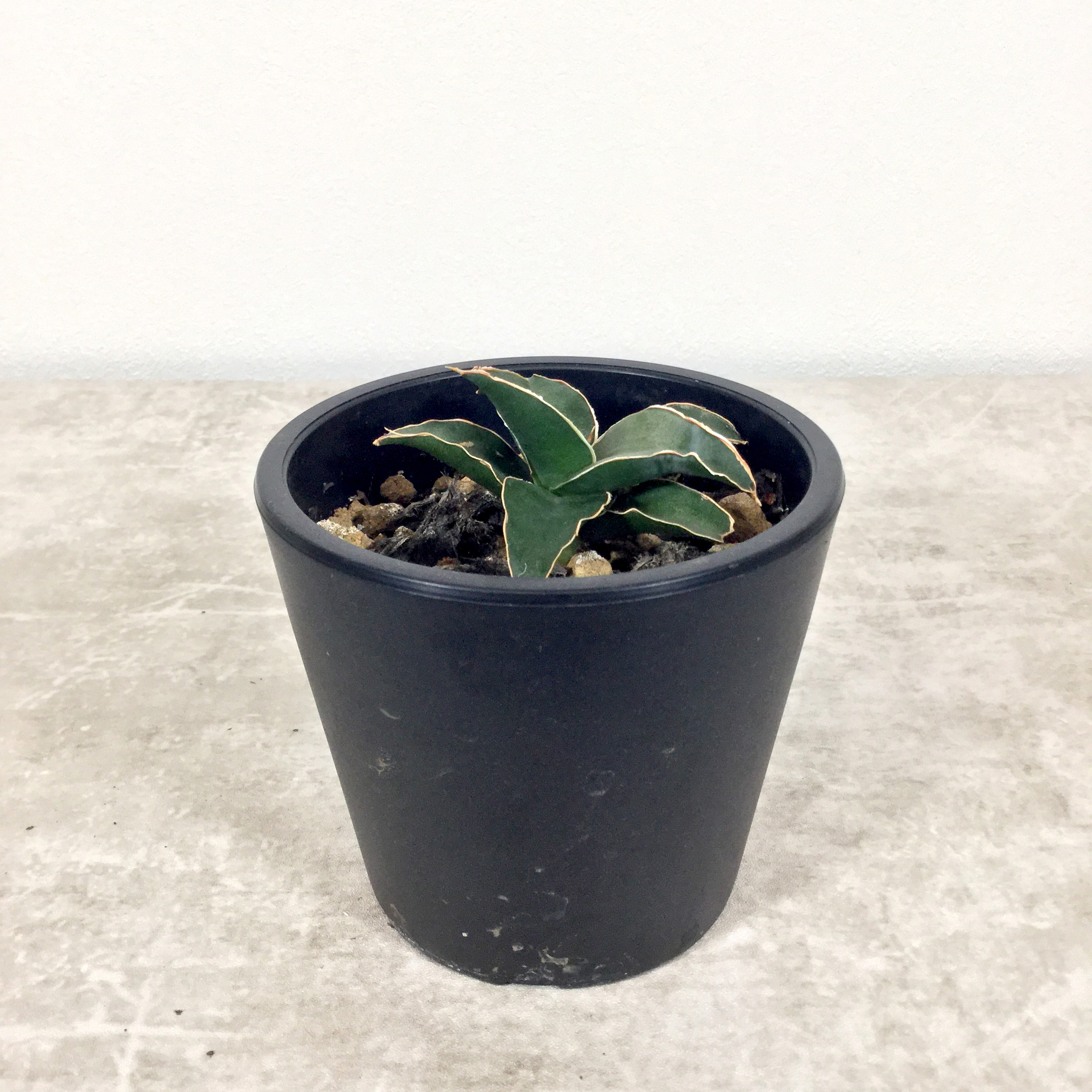 ロブスタブルー｜サンセベリア