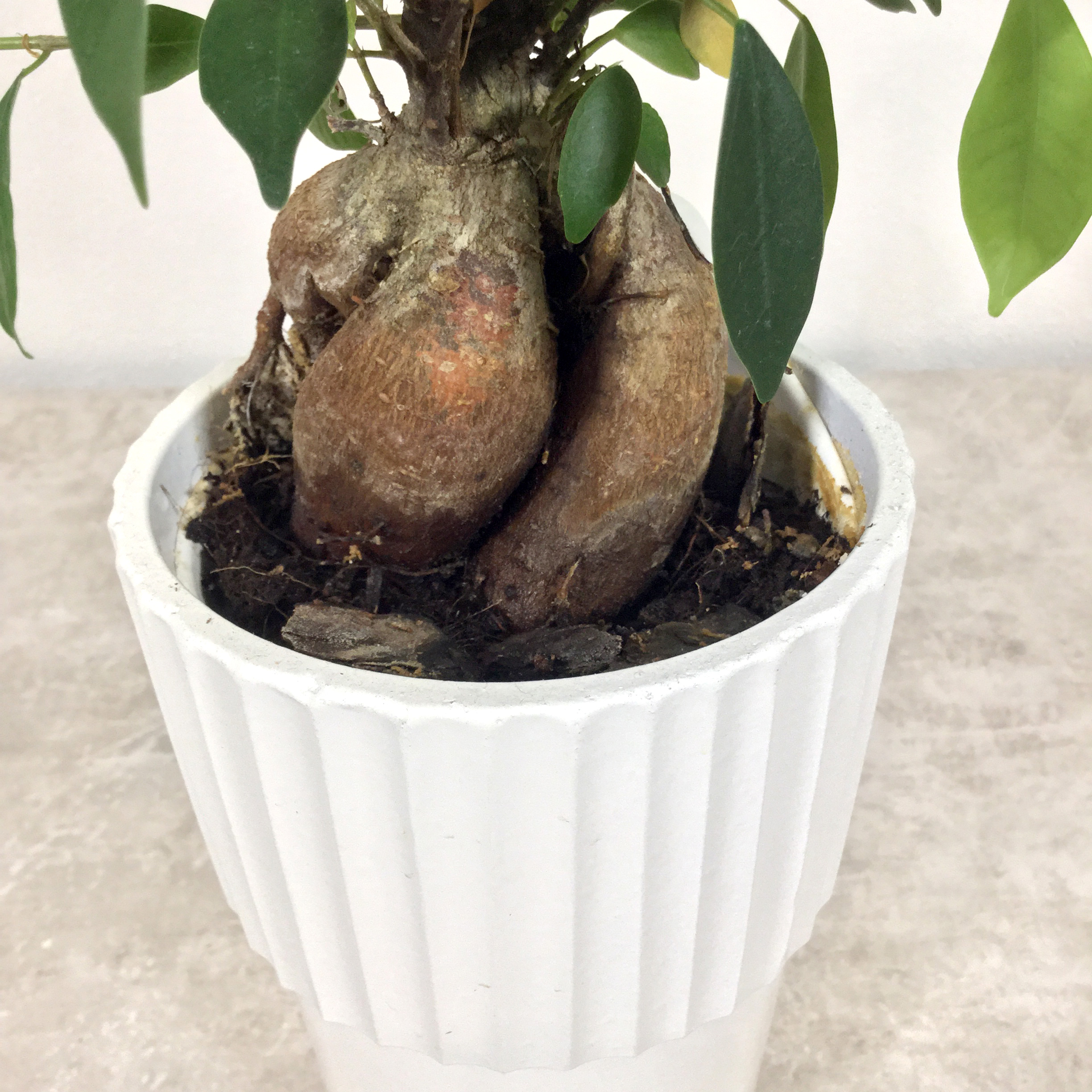 ガジュマル　根本