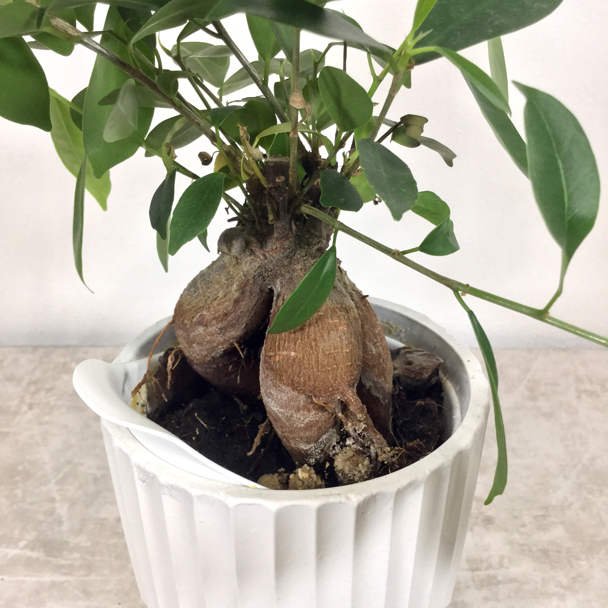 ガジュマル　根本