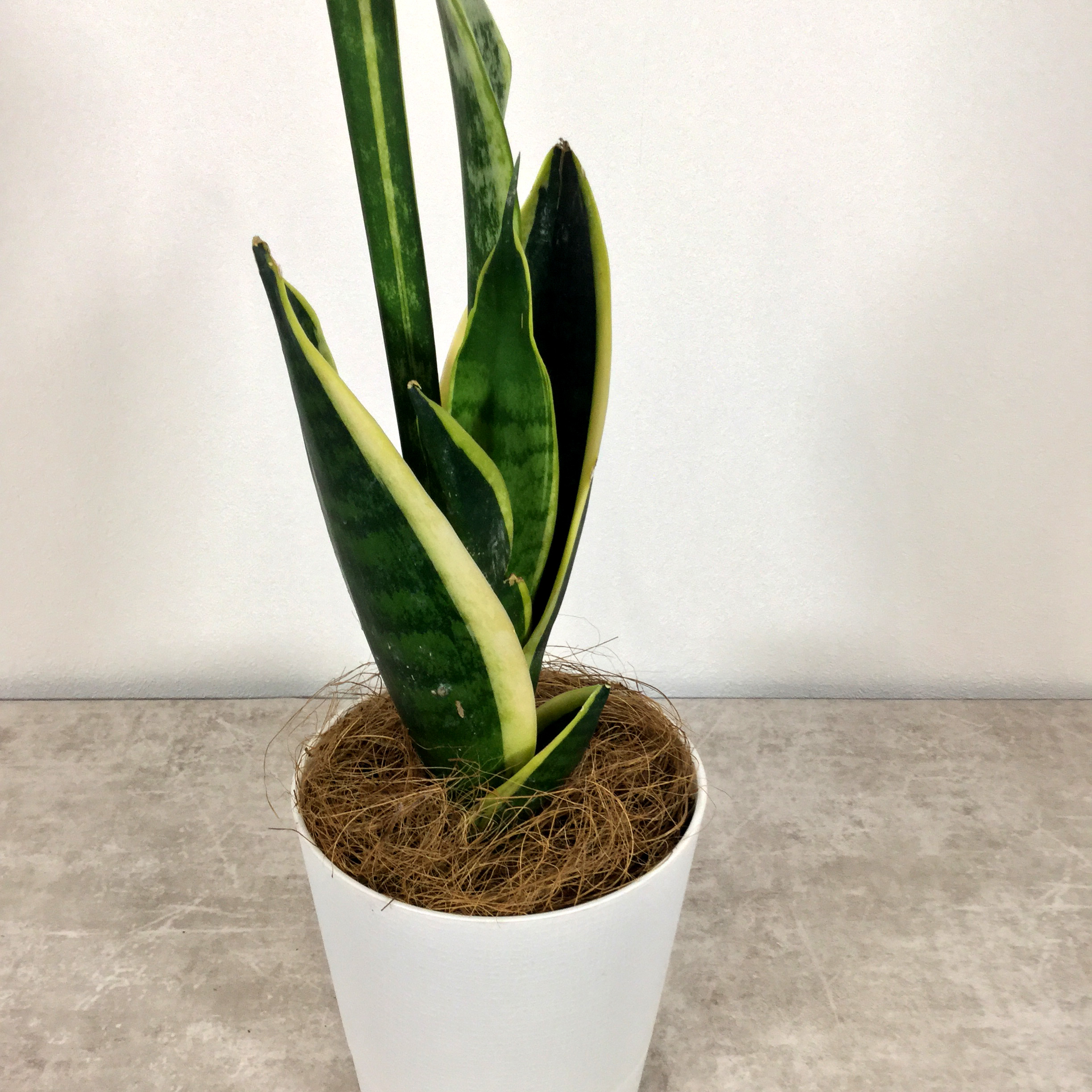 ローレンティー(トラノオ)