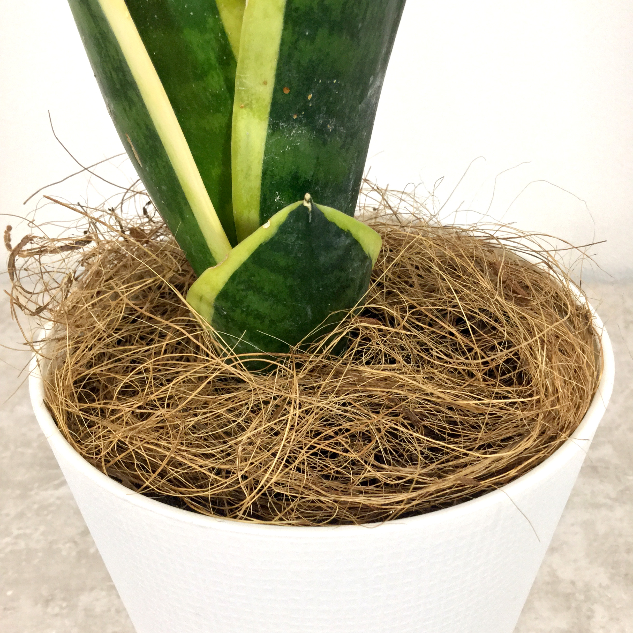 ローレンティー(トラノオ)　根本