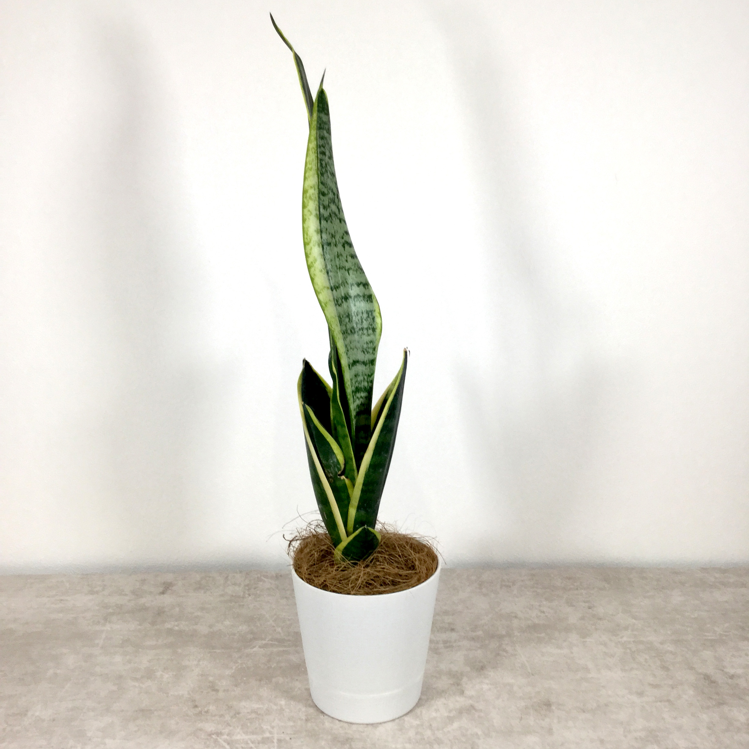 ローレンティー(トラノオ)｜サンセベリア