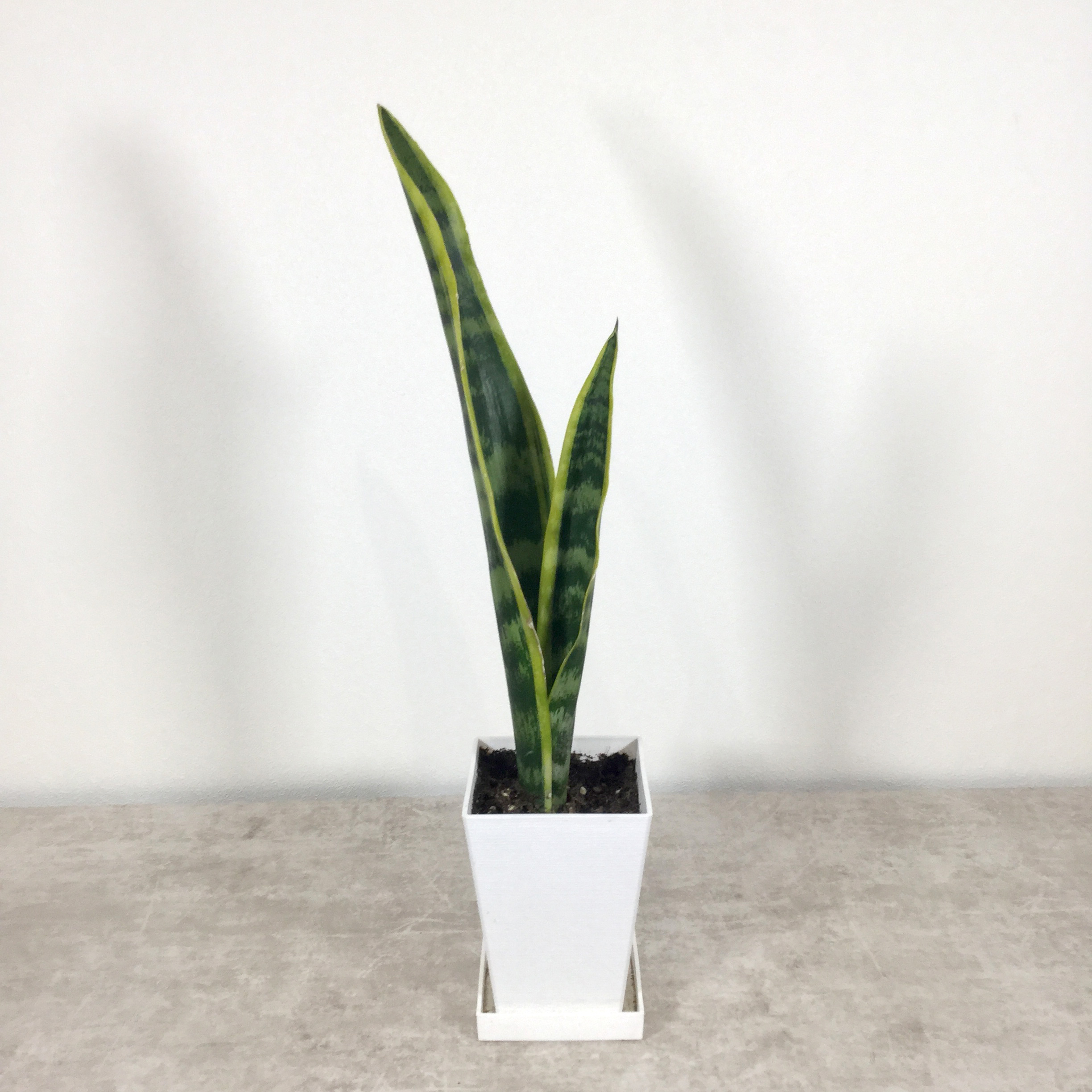 ローレンティー(トラノオ)｜サンセベリア