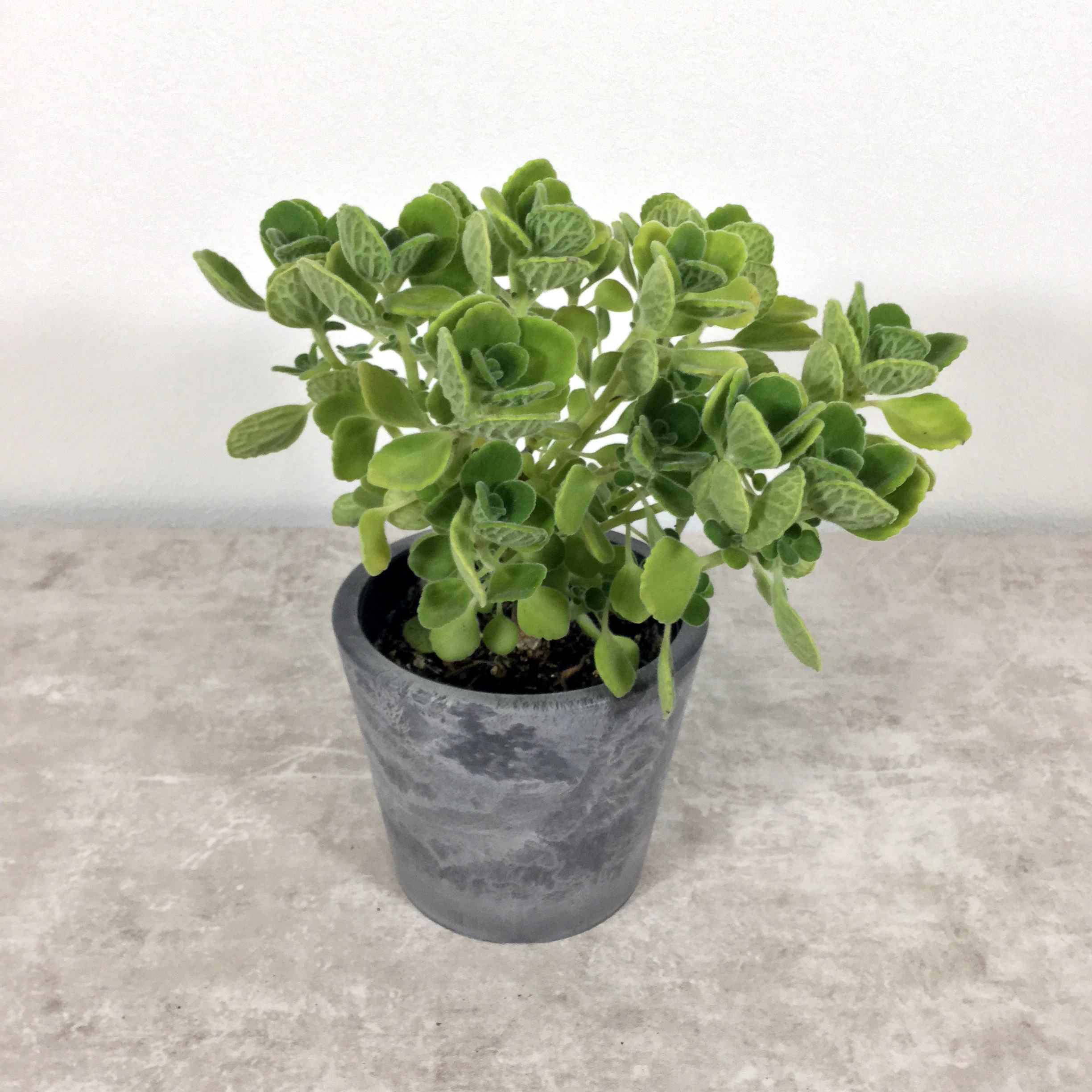 アロマティカス（鉢入）｜ハーブ