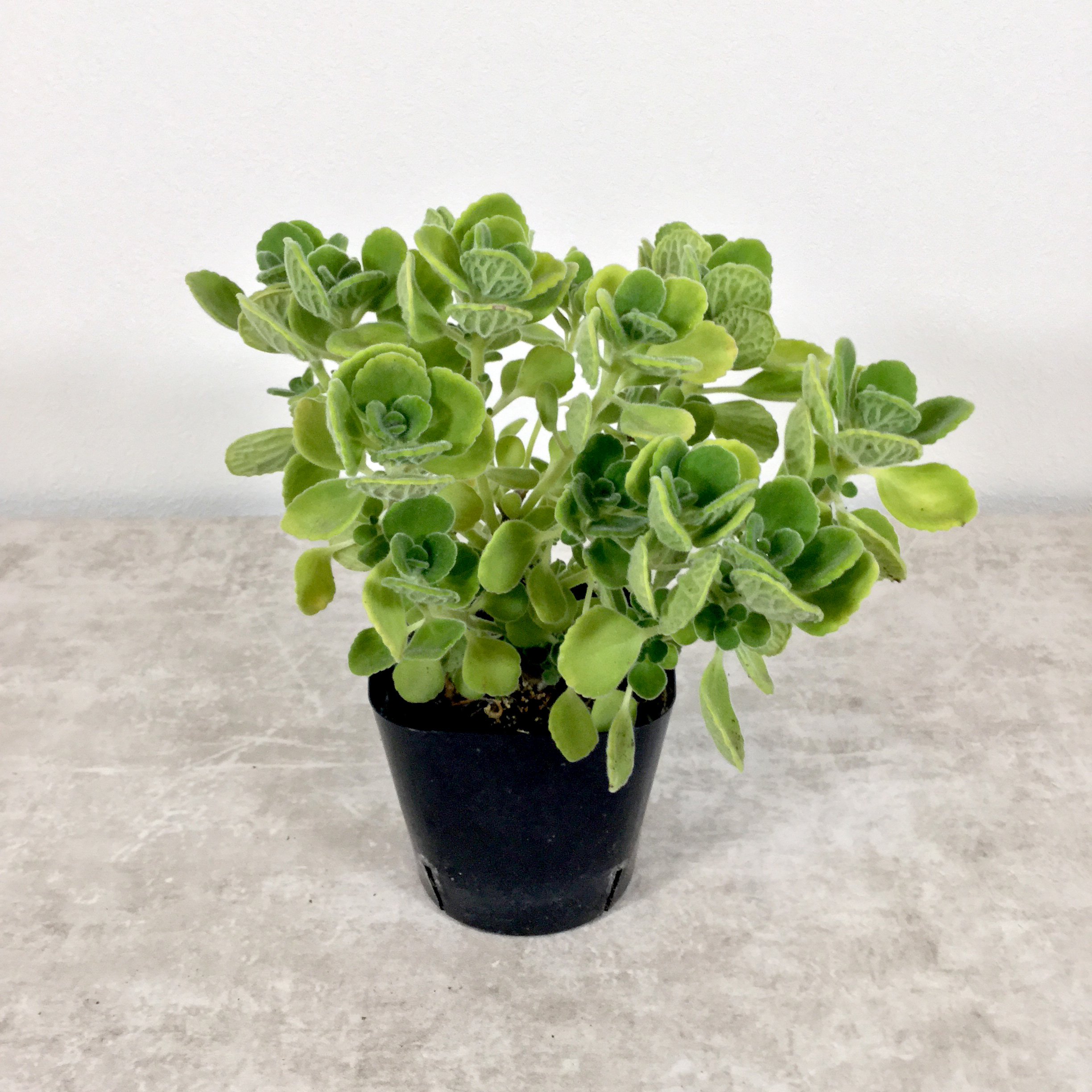 アロマティカス（ポット）｜ハーブ