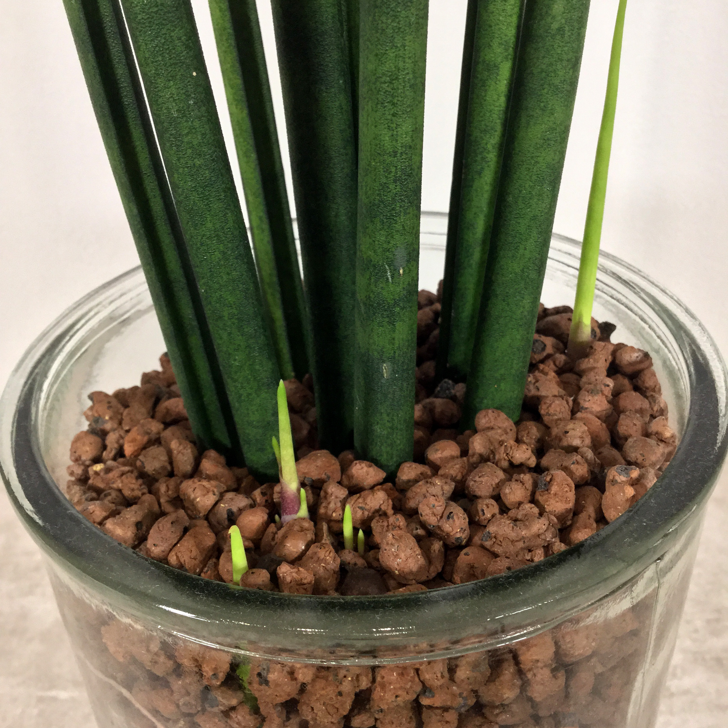 バキュラリス　根本