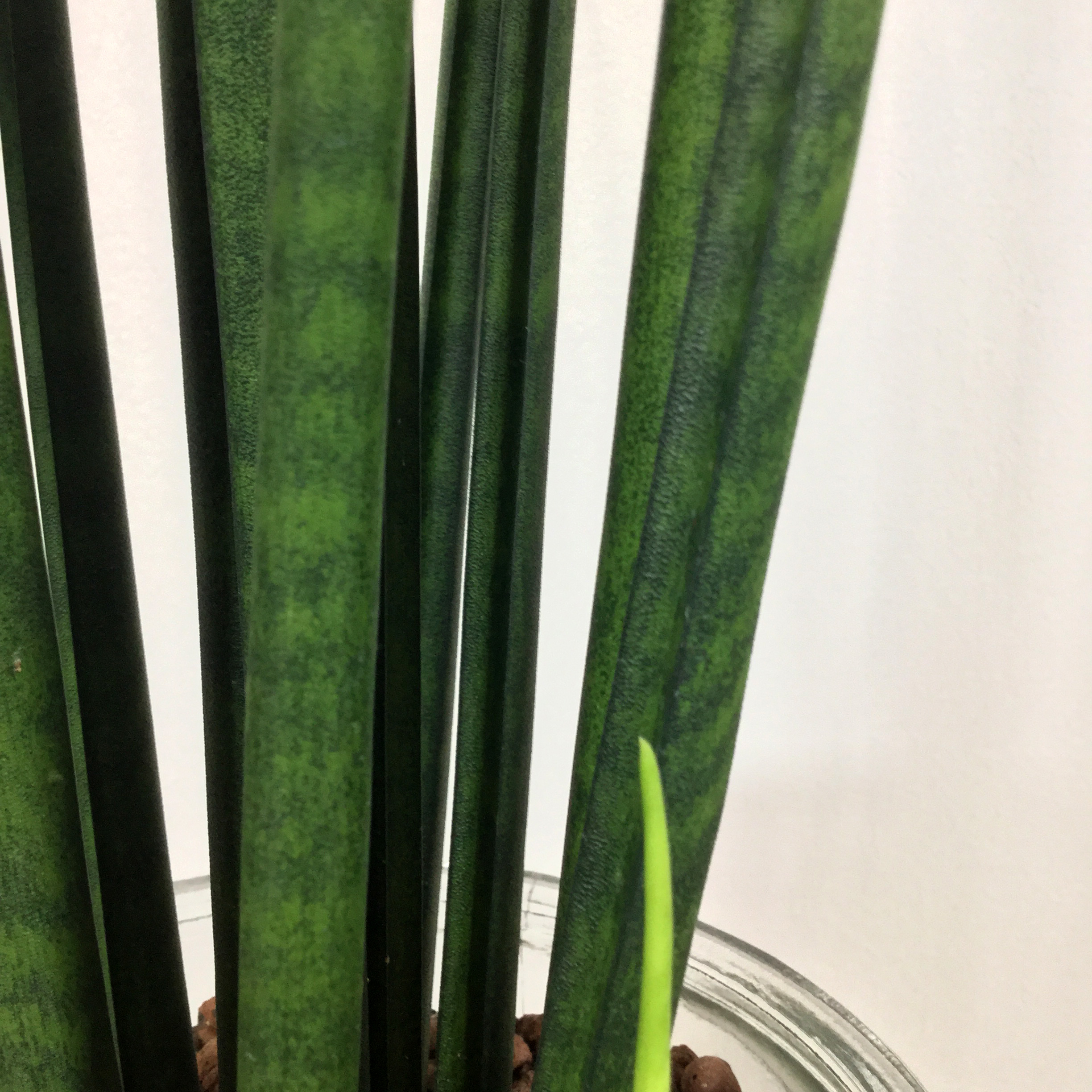 バキュラリス　根本