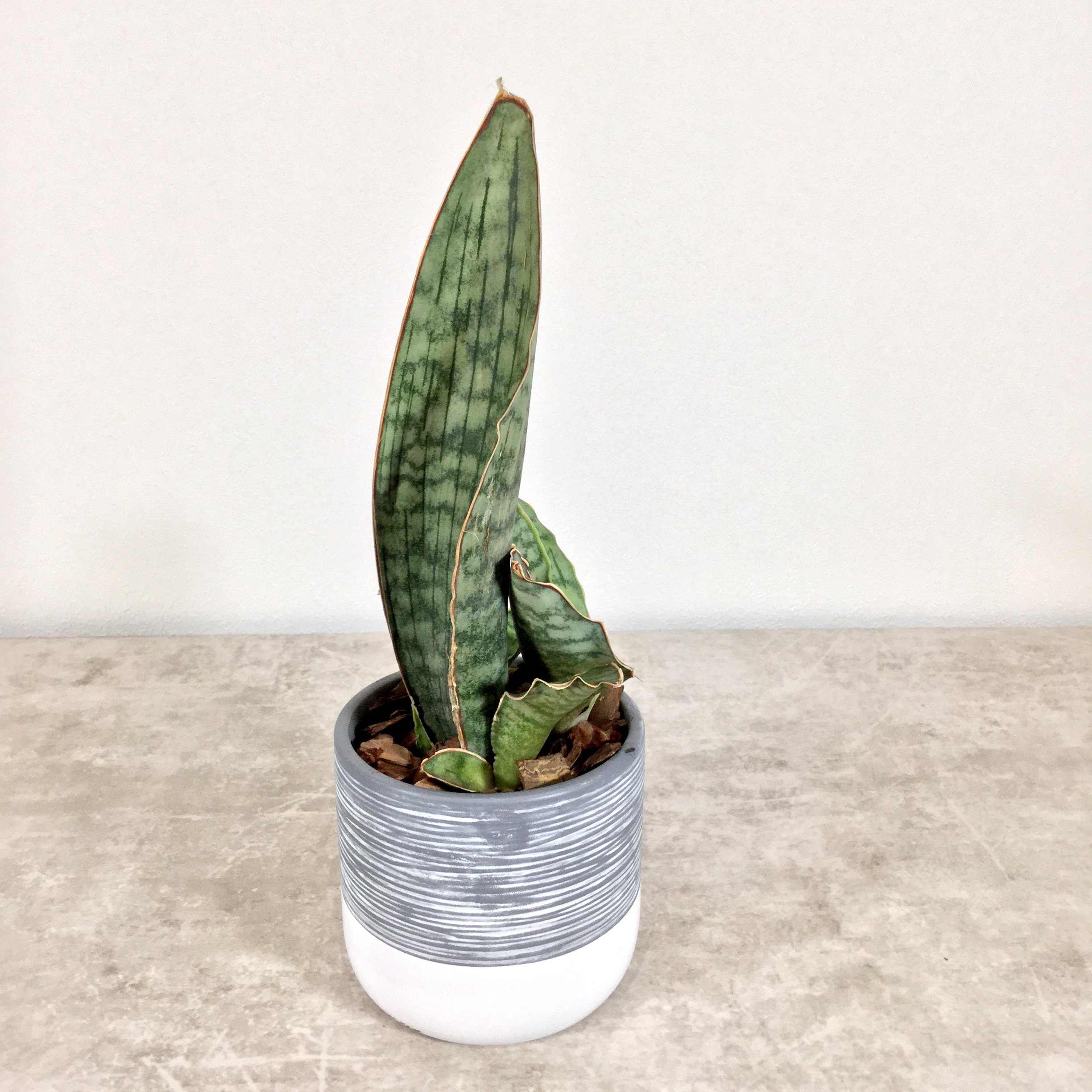 キルキー シルバーブルー｜サンセベリア