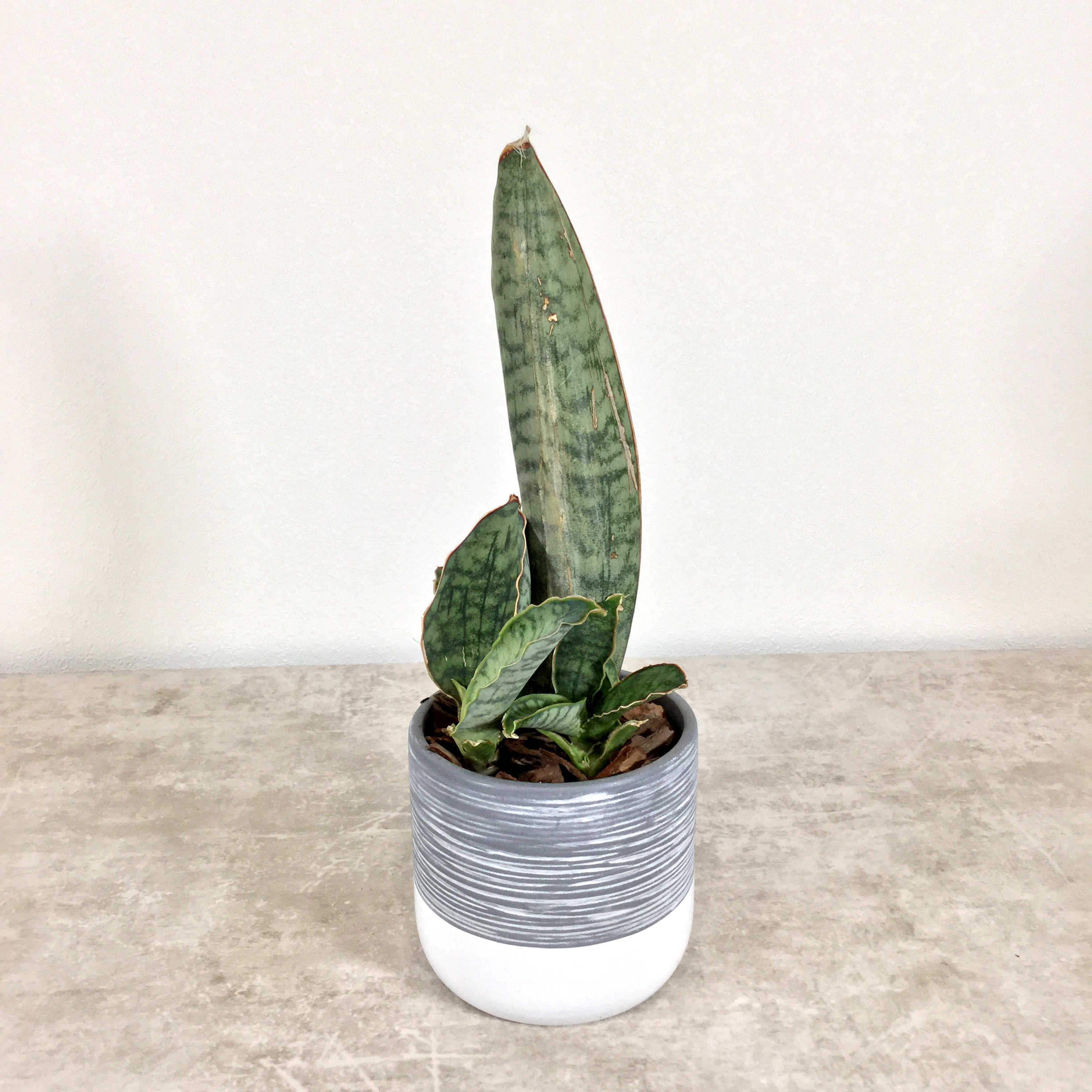 キルキー シルバーブルー