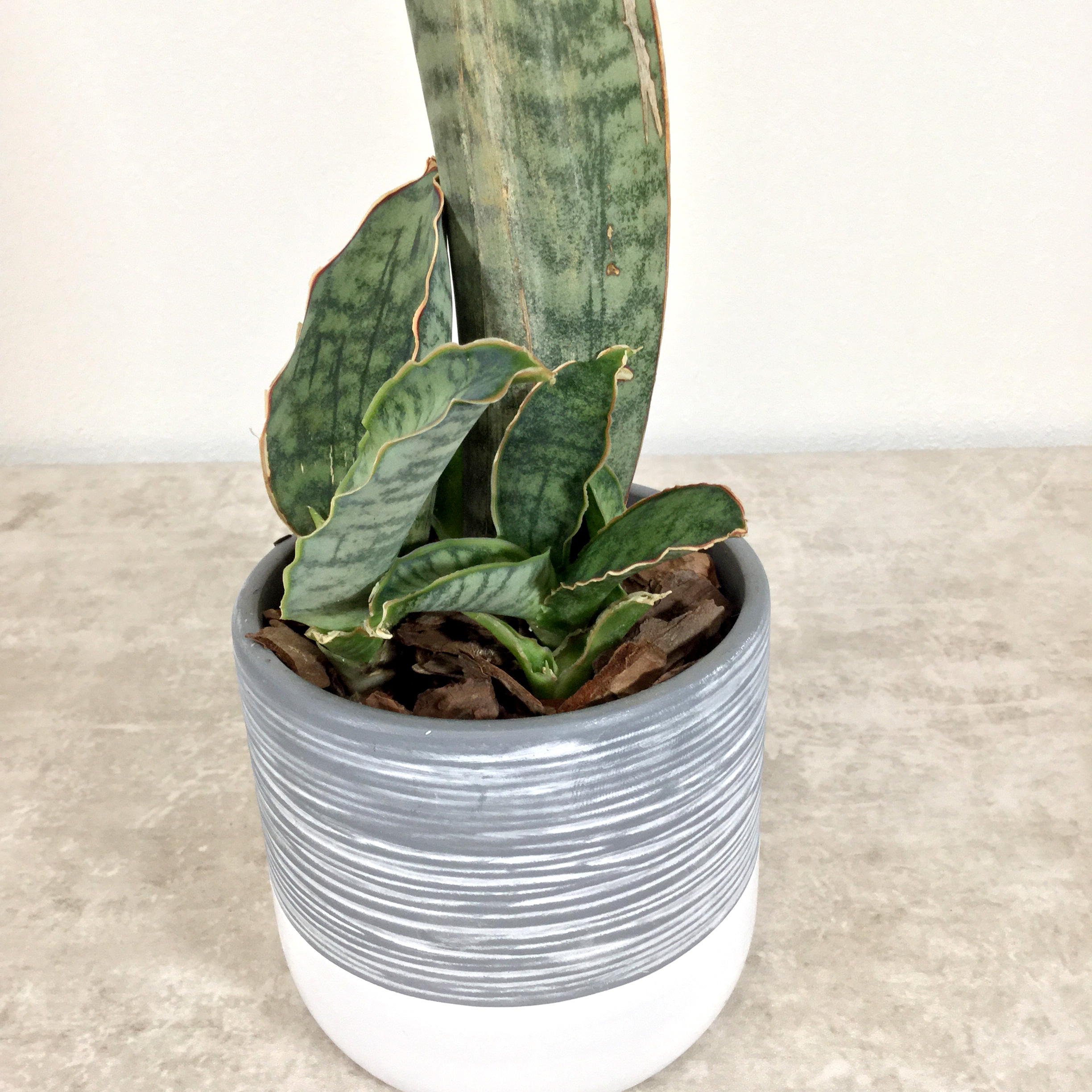 キルキー シルバーブルー 根本