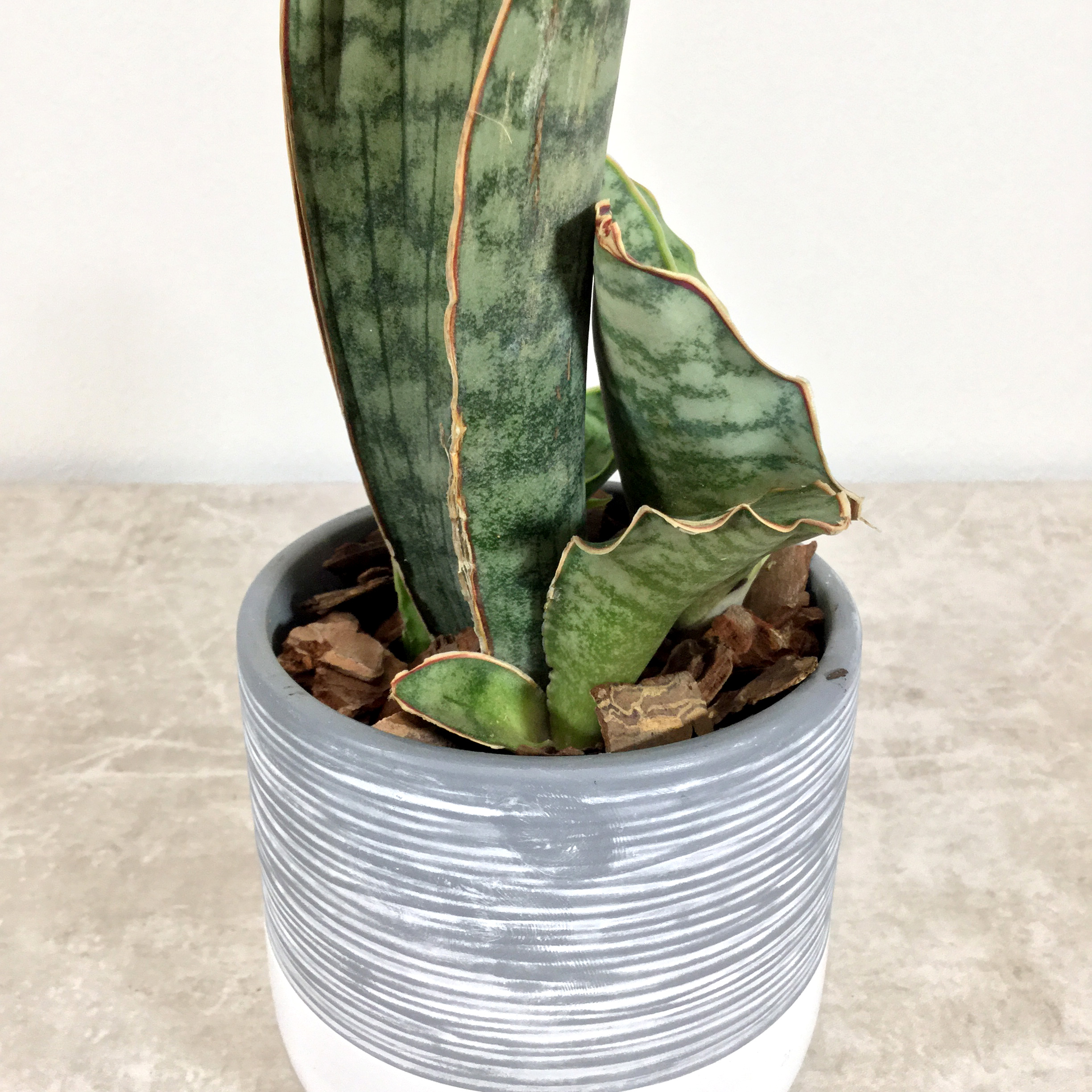 キルキー シルバーブルー 根本