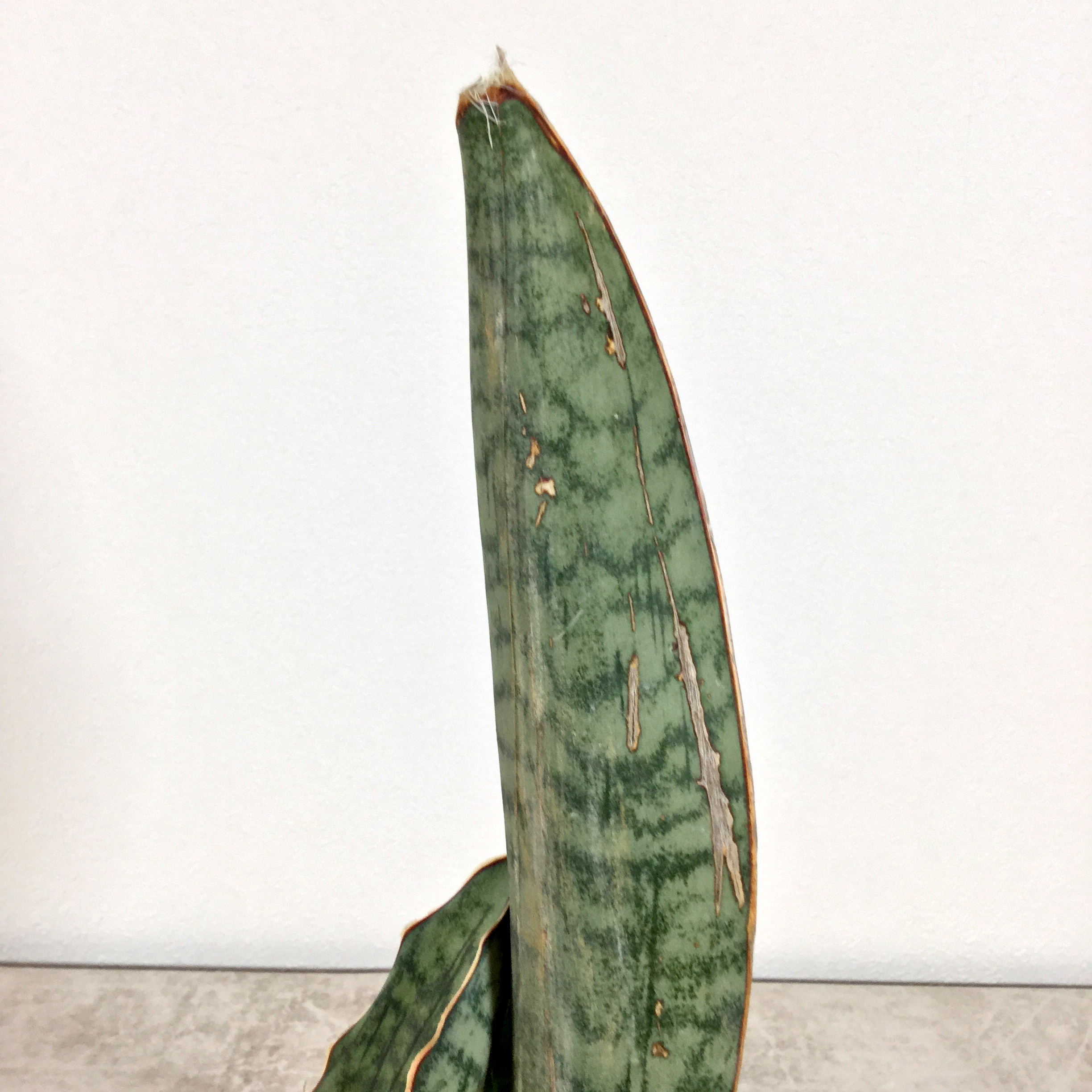 キルキー シルバーブルー 葉先