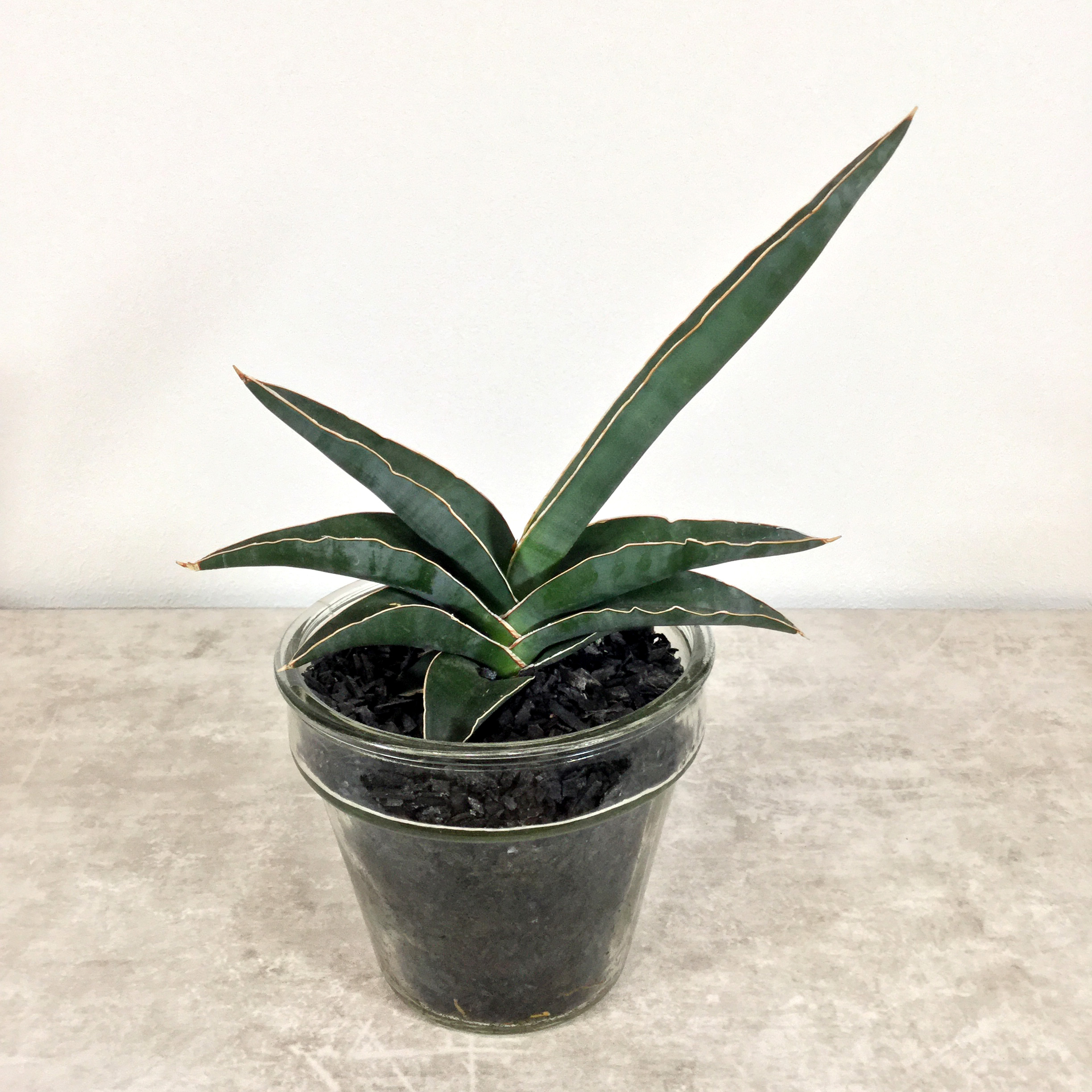 ロブスタブルー｜サンセベリア