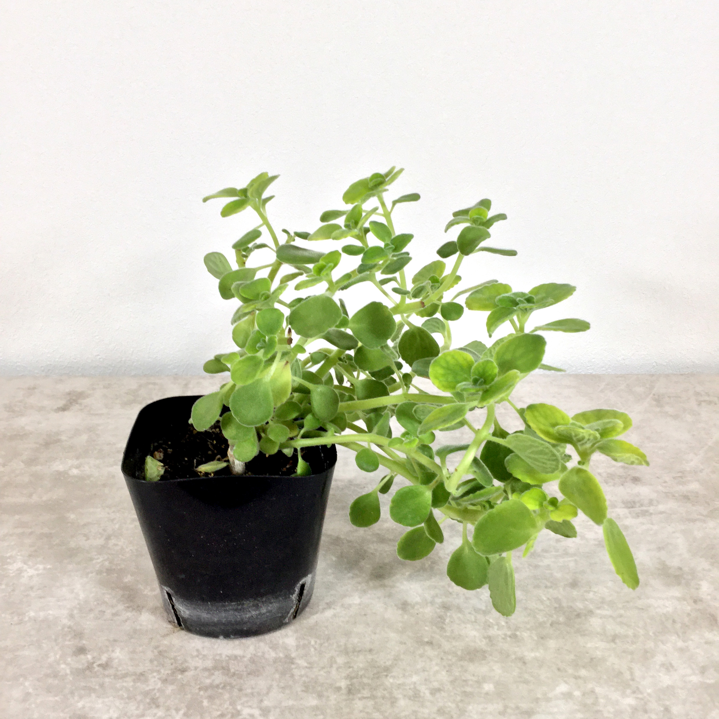 アロマティカス（ポット・枝垂れ 片寄れ）｜ハーブ