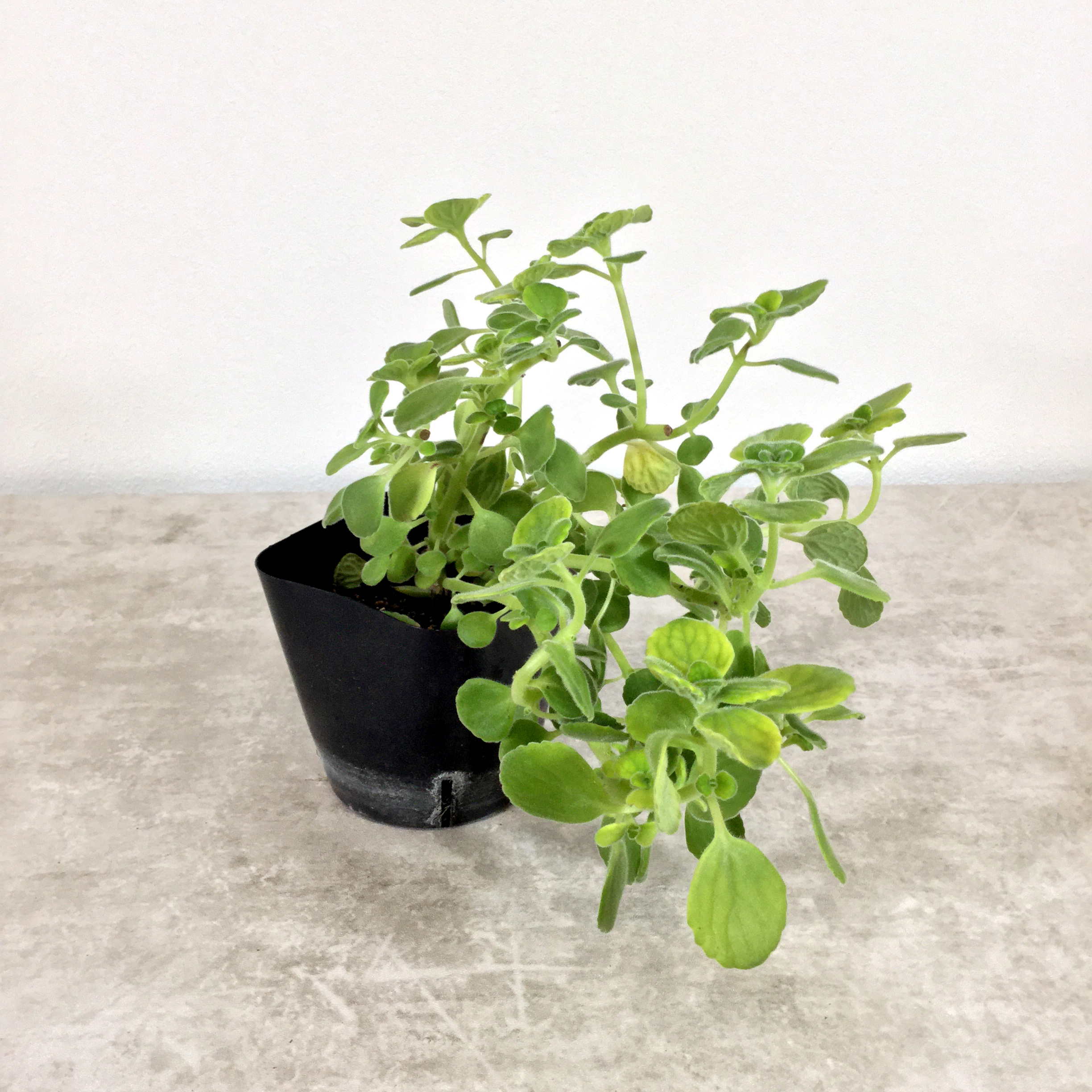 アロマティカス