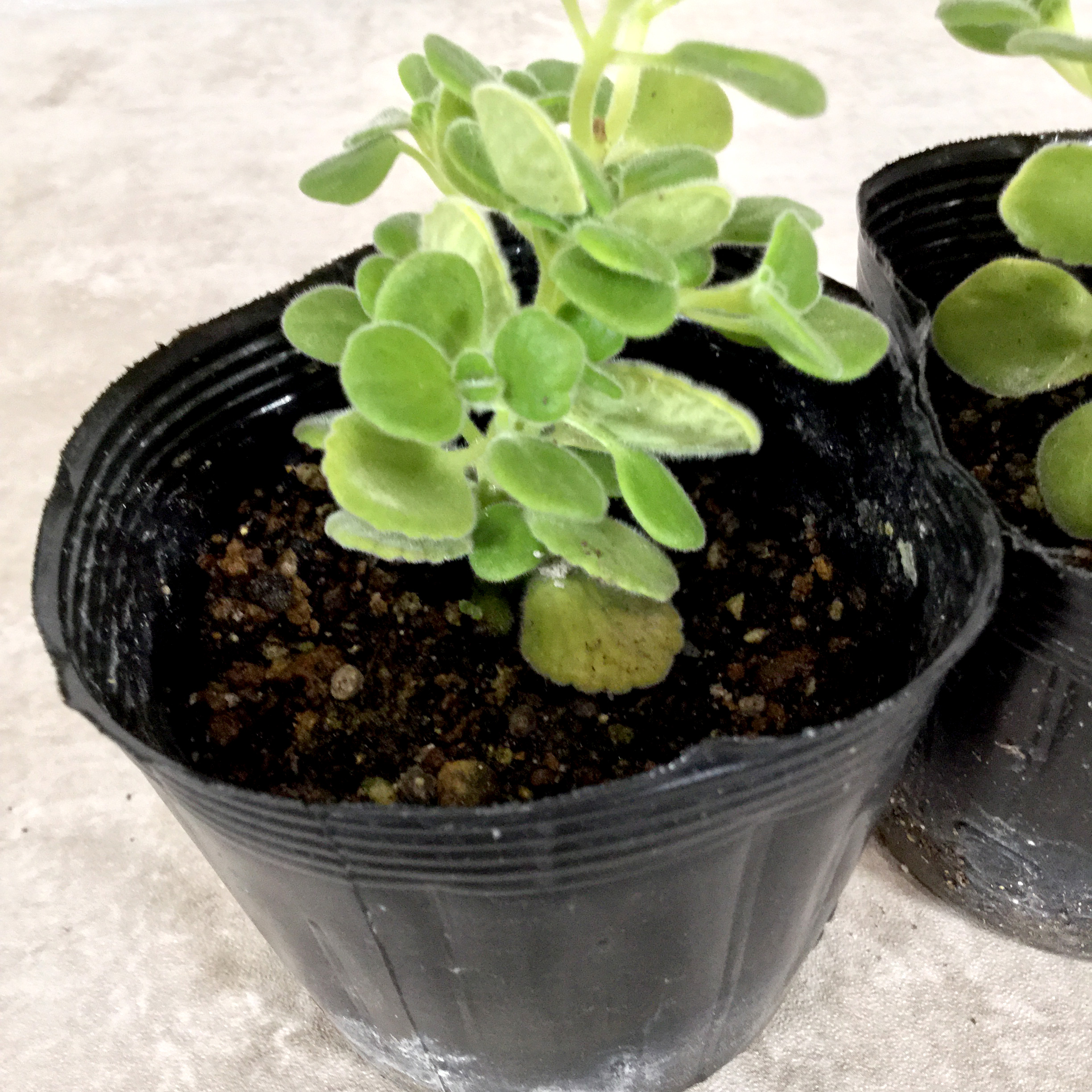 アロマティカス