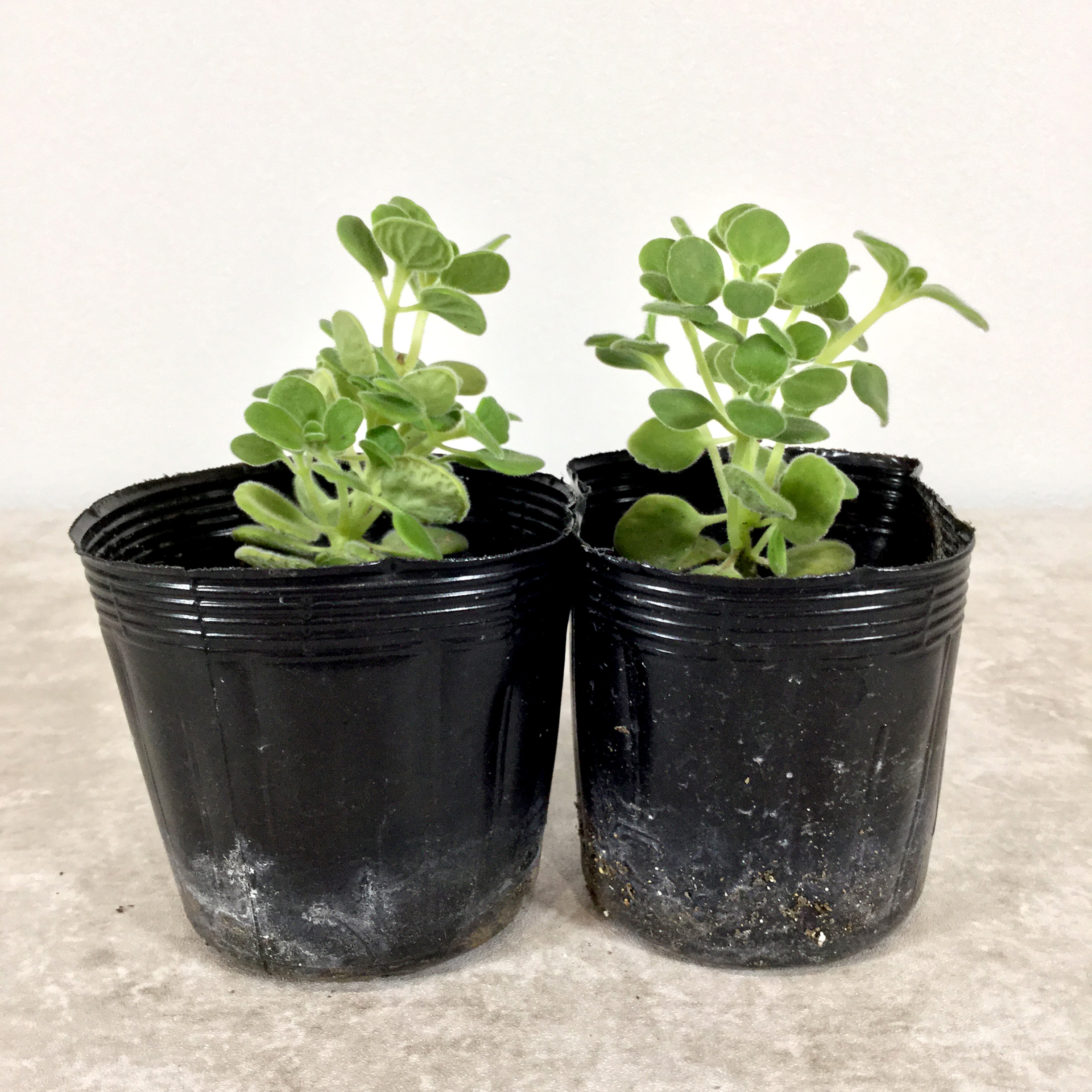 アロマティカス（2ポット・発育直後）｜ハーブ