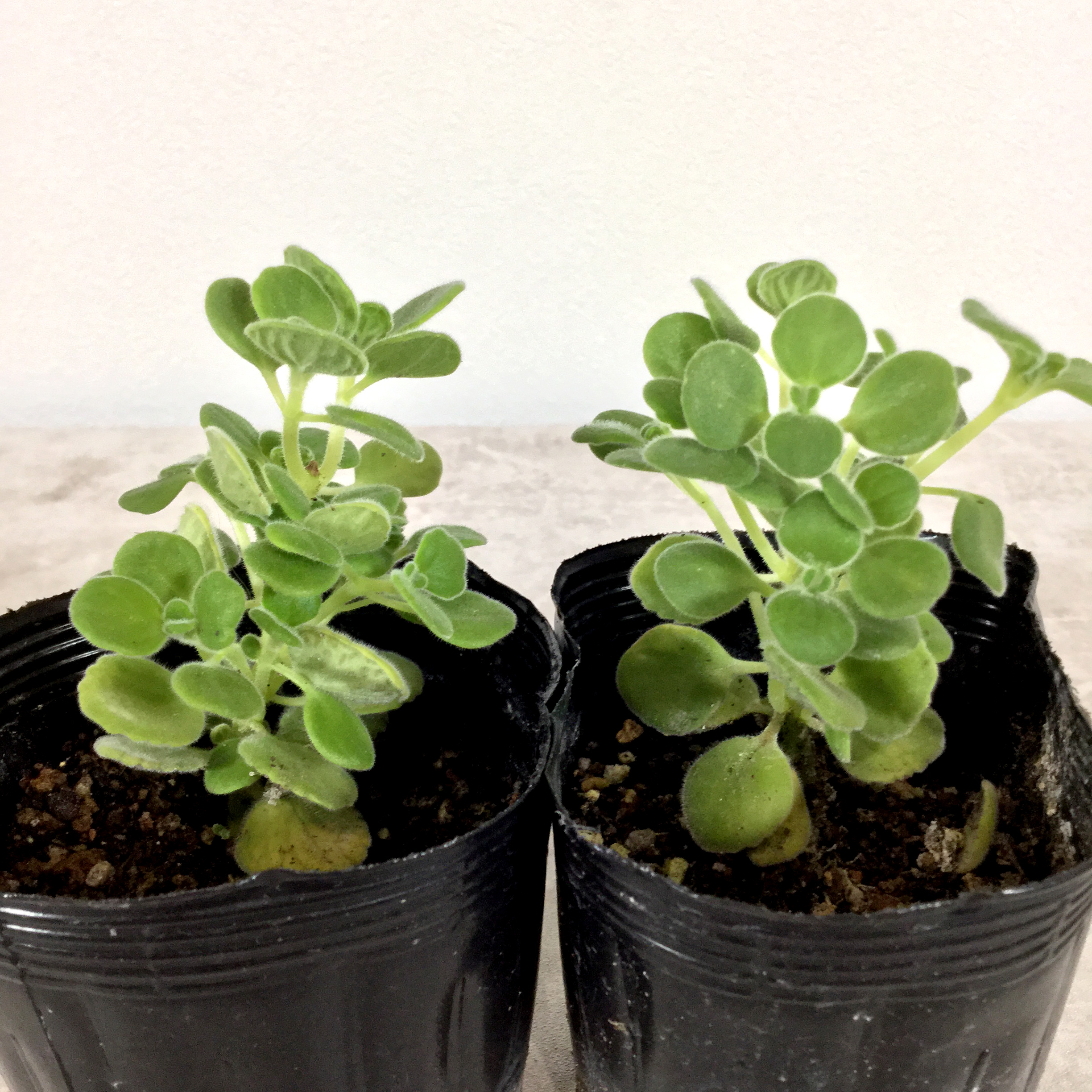 アロマティカス