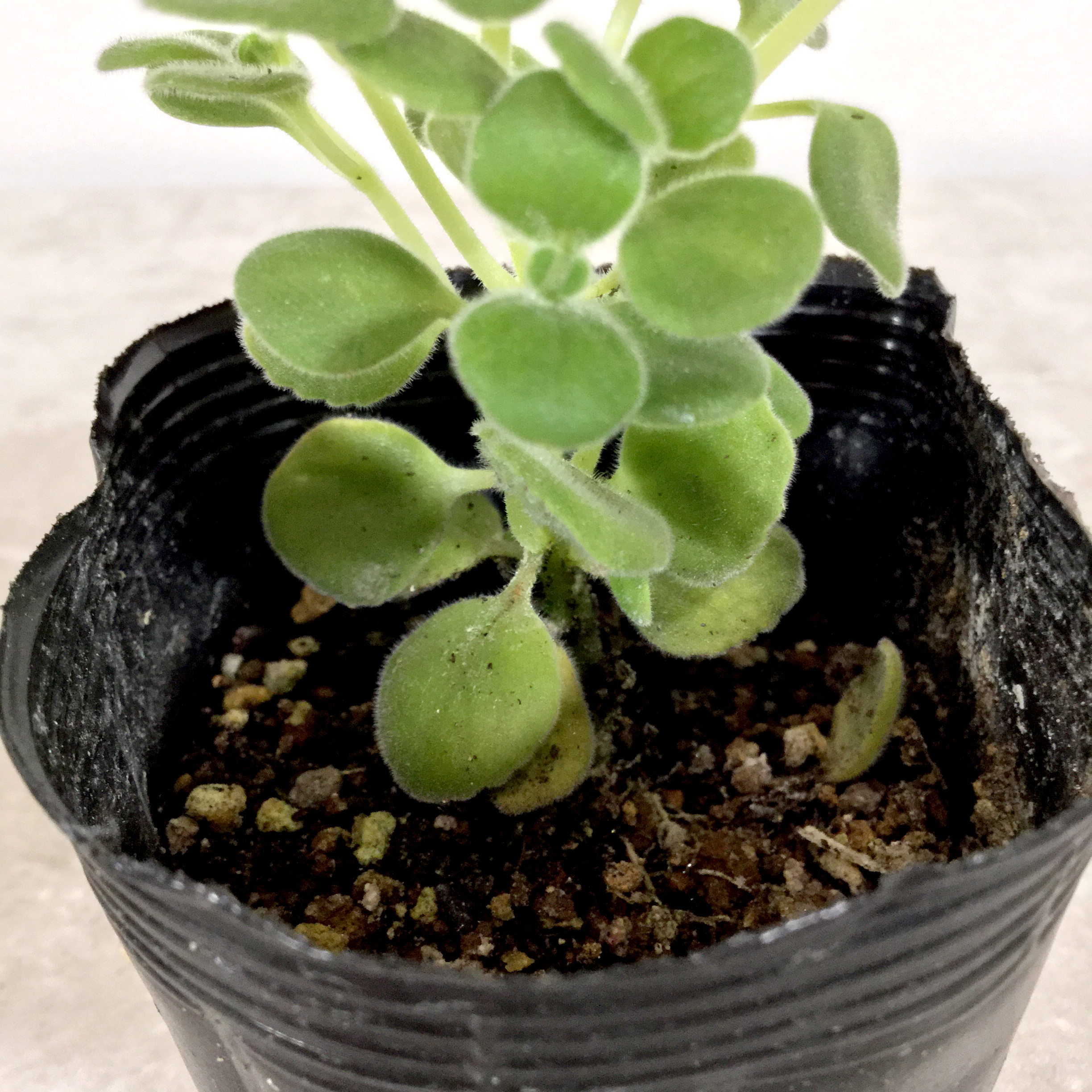 アロマティカス