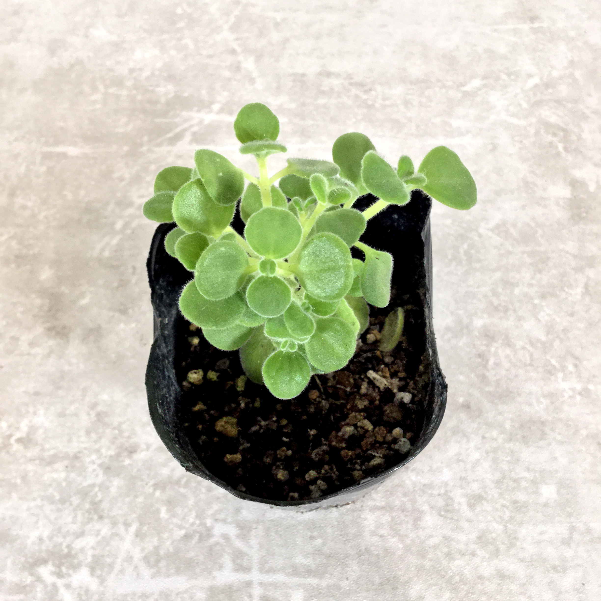 アロマティカス