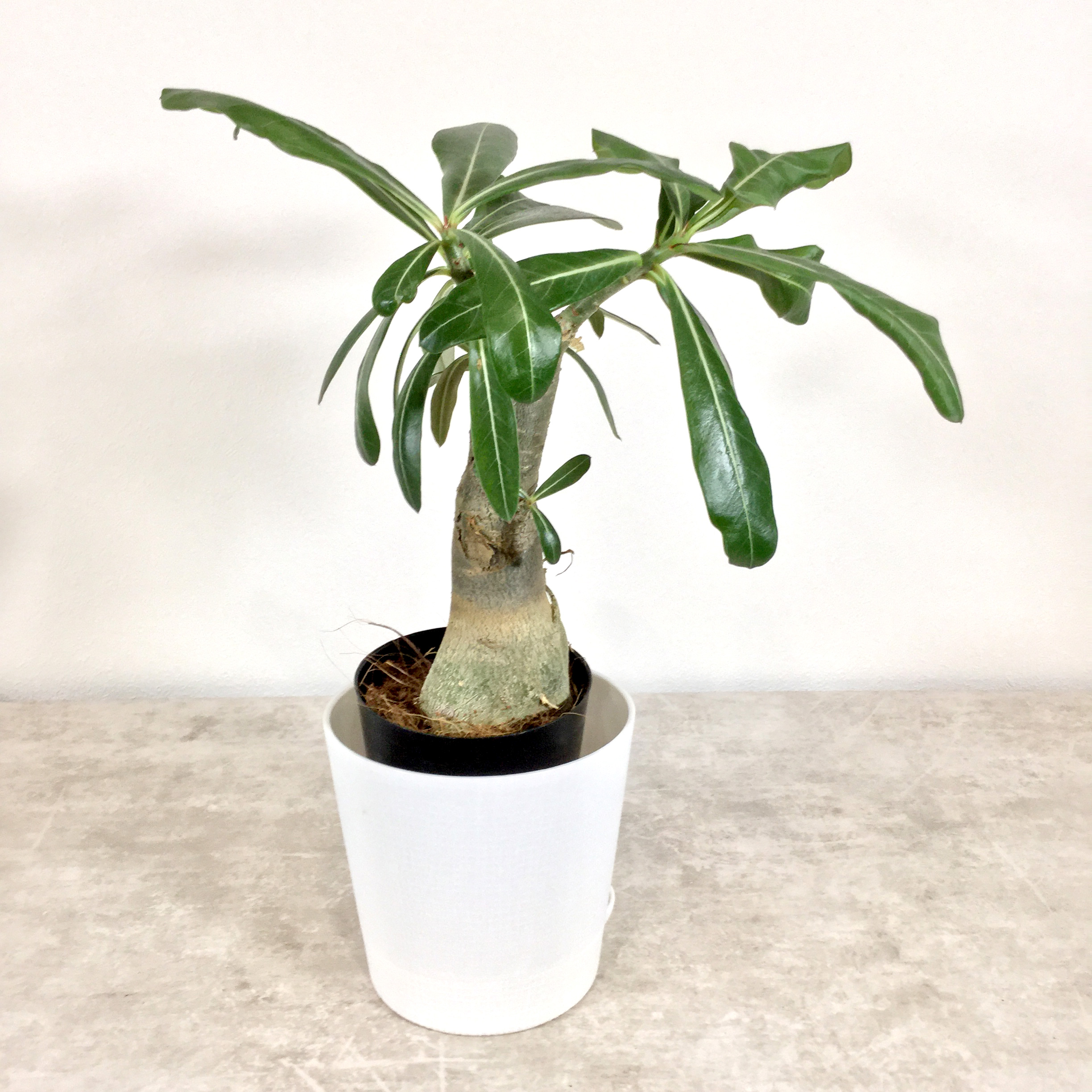 アデニウム（植替え鉢付）