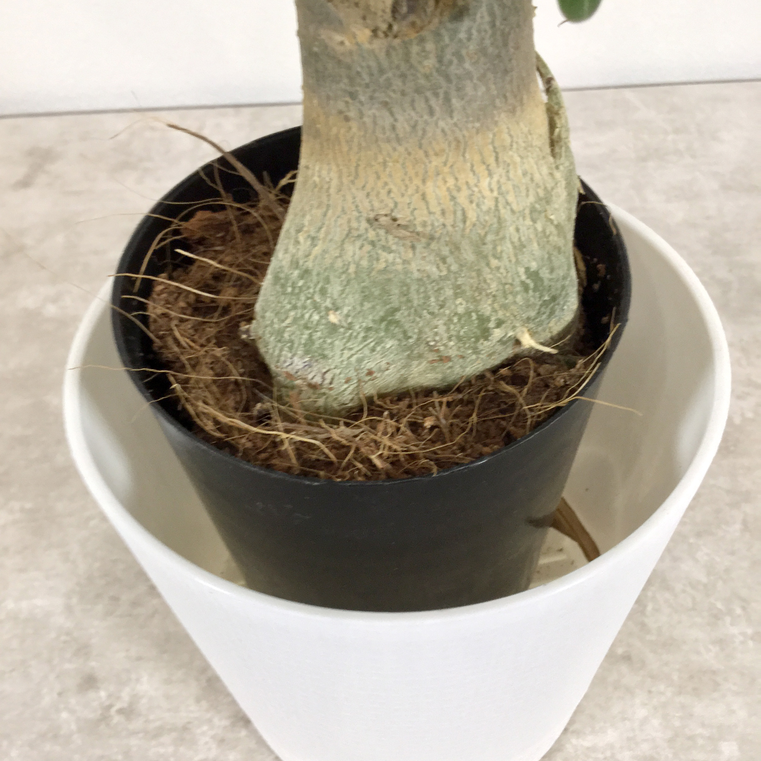 アデニウム