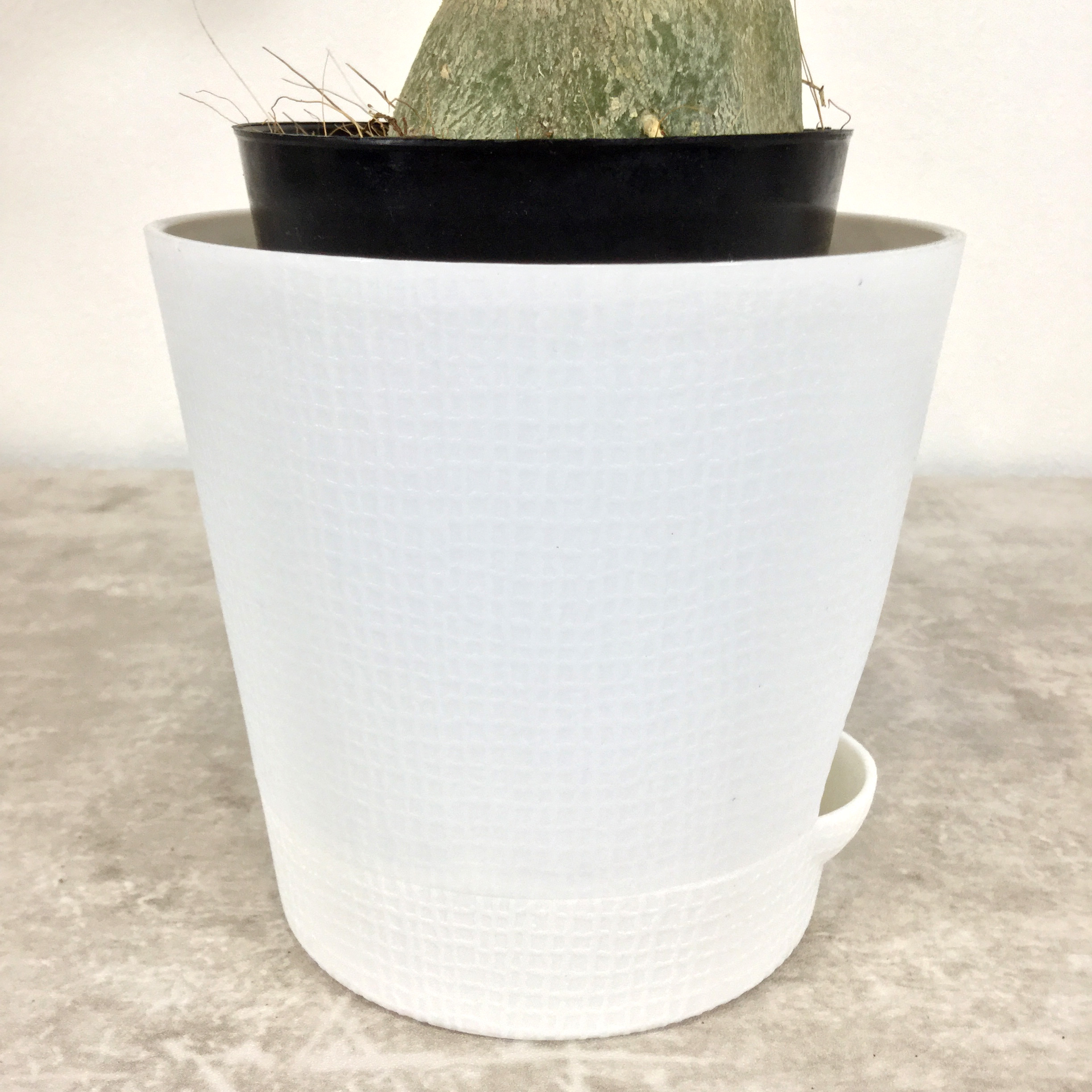 アデニウム