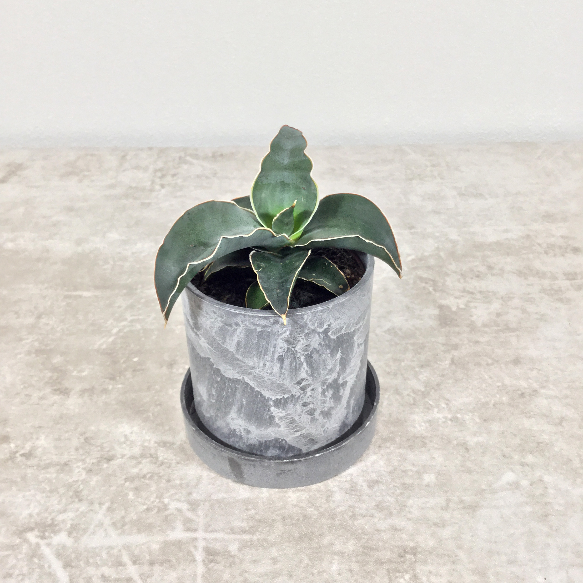 ロブスタブルー｜サンセベリア