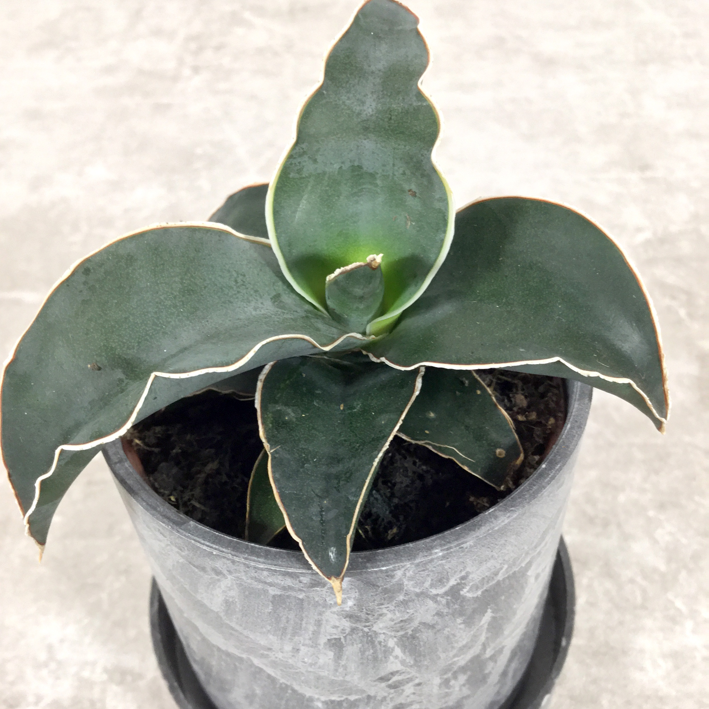 ロブスタブルー