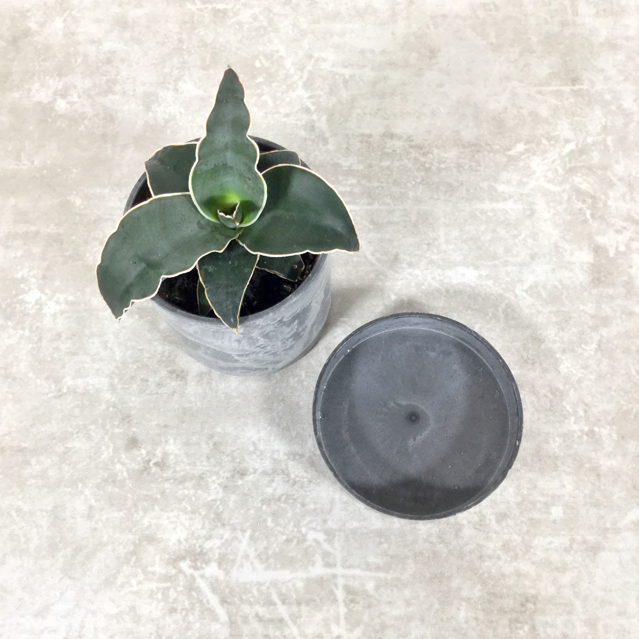 ロブスタブルー