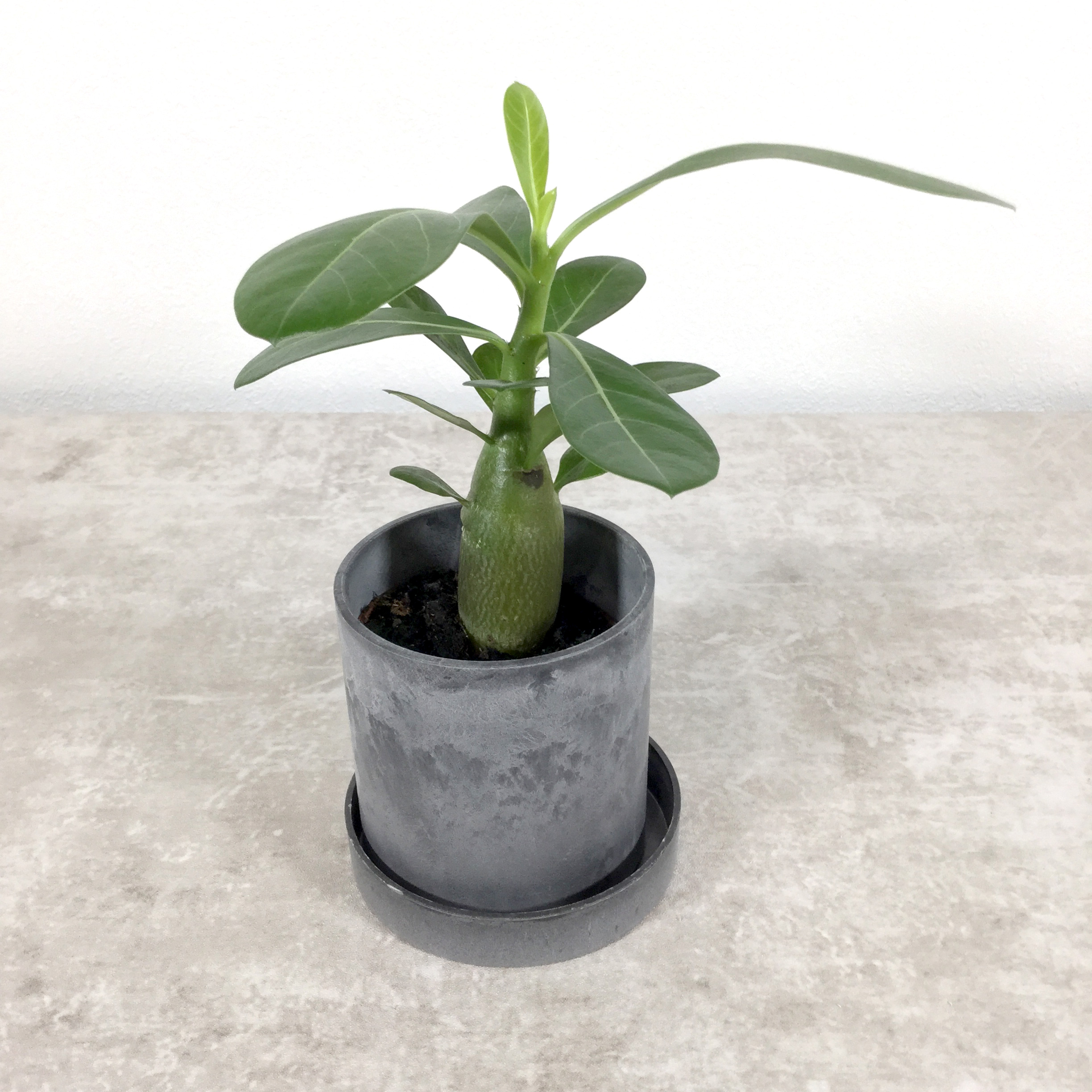 オベスム｜アデニウム