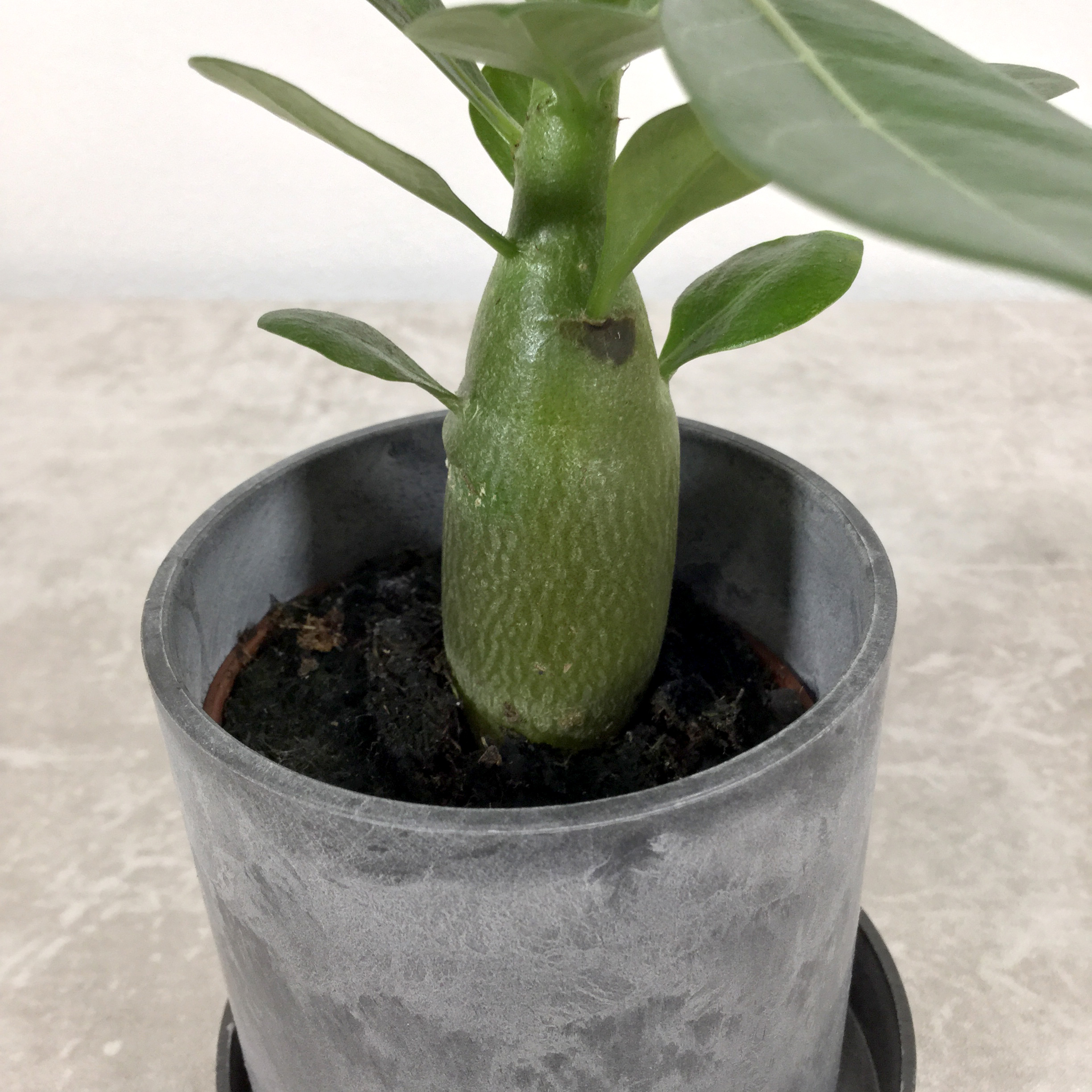 オベスム アデニウム