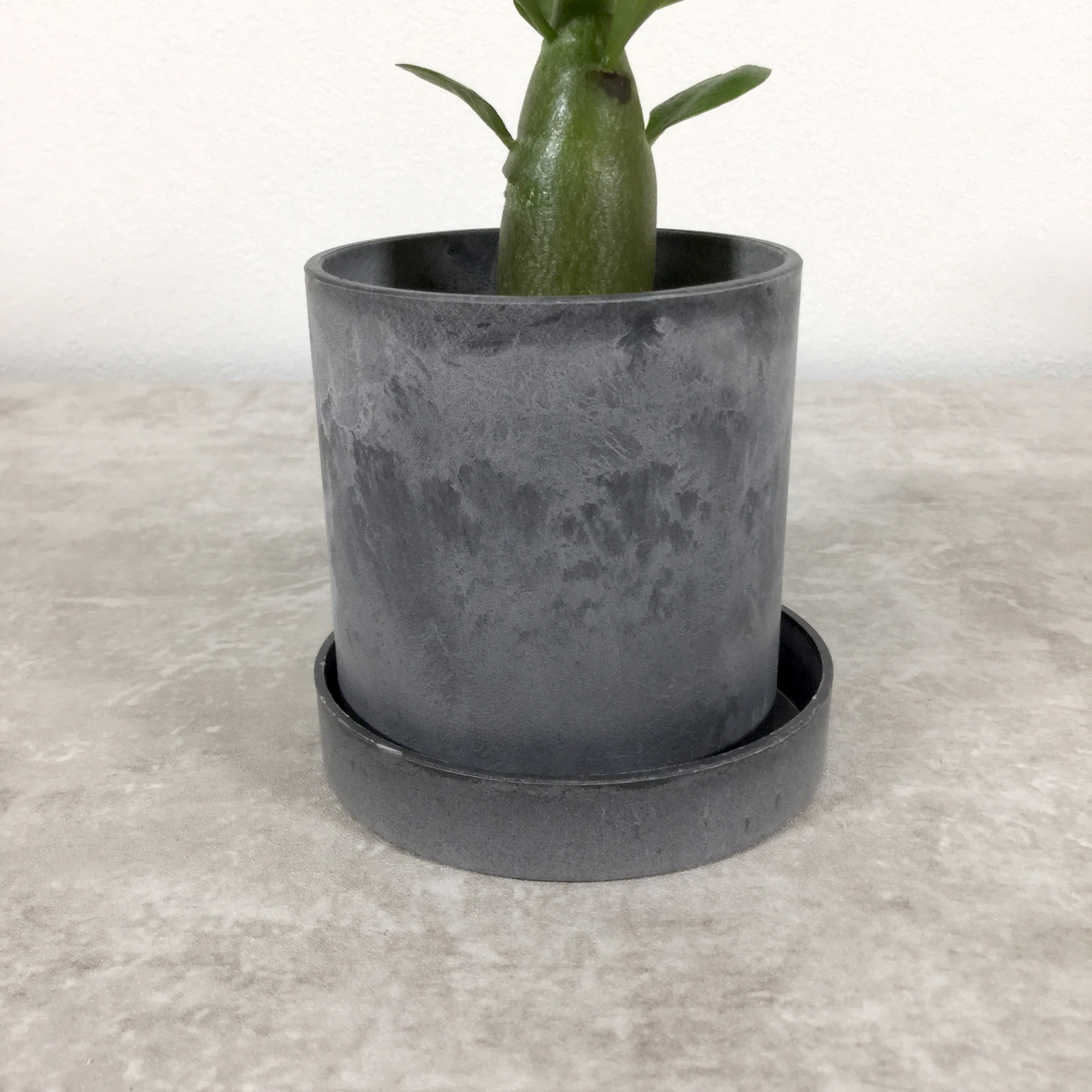 オベスム アデニウム