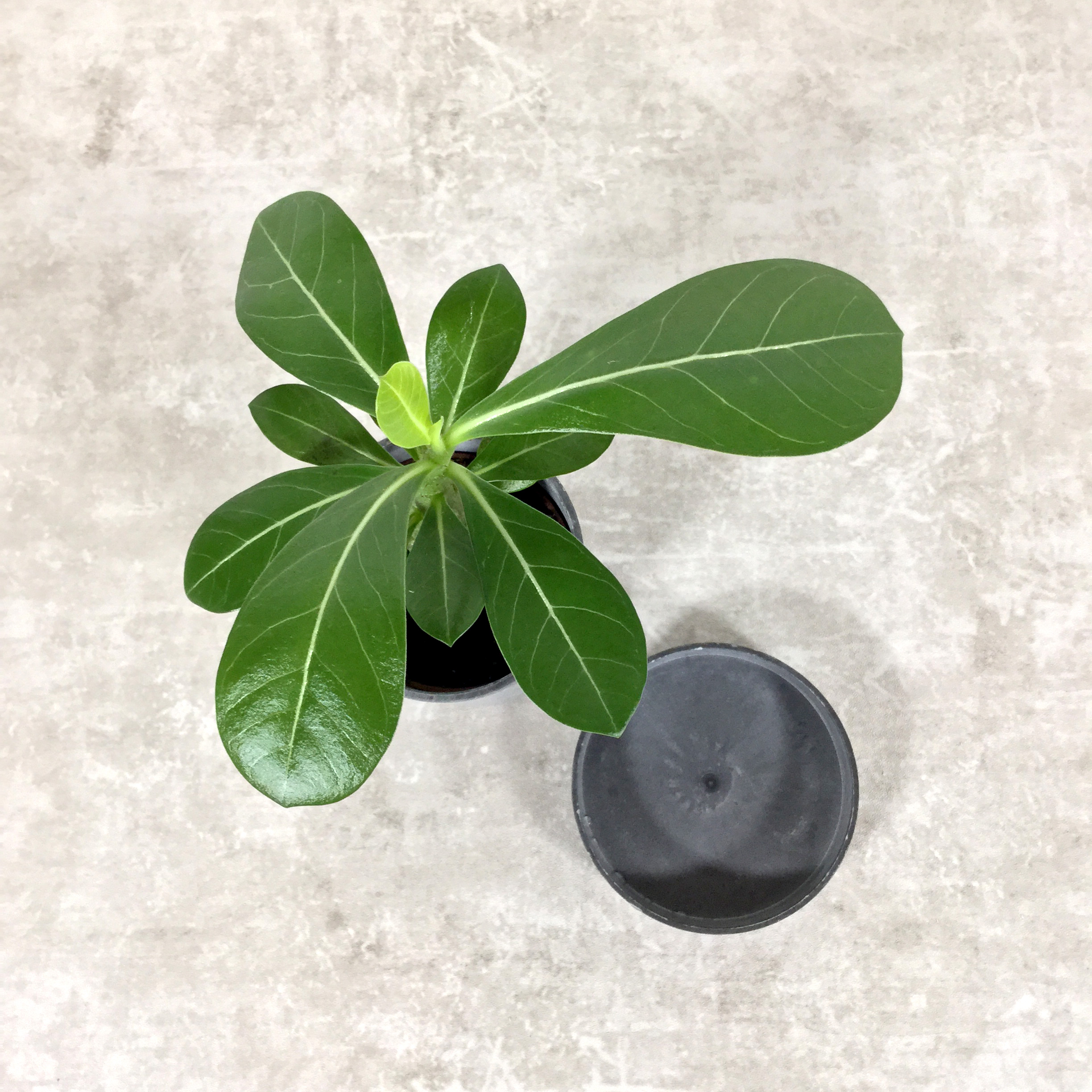 オベスム アデニウム